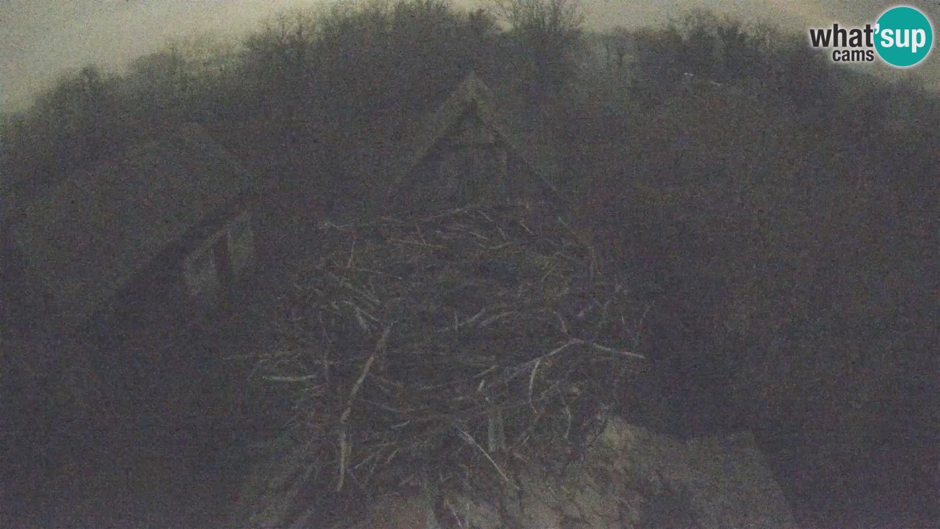 Villaggio delle cicogne europee webcam Parco naturale di Lonjsko polje