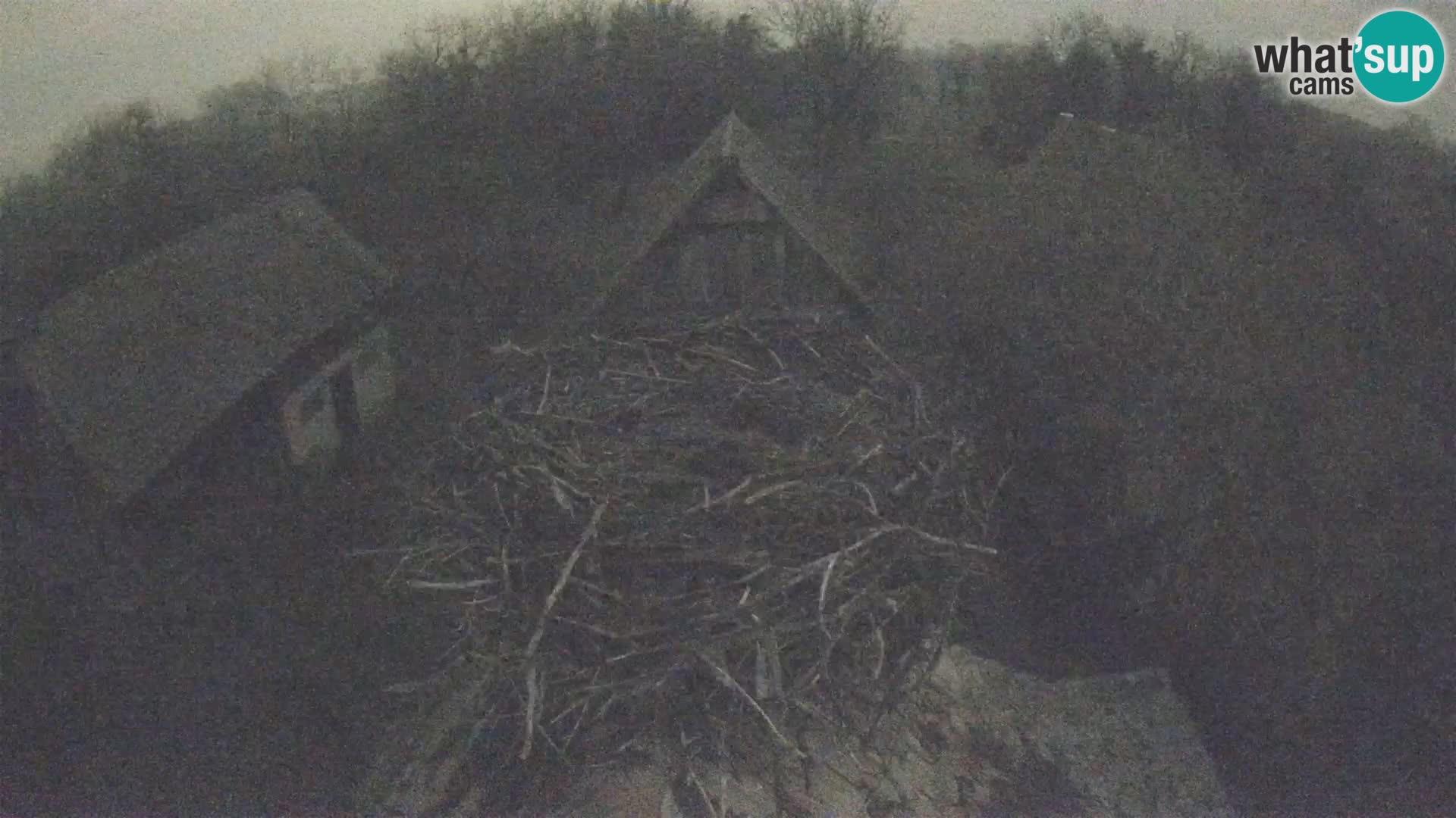 Evropska vas štorklje – Krajinski park Lonjsko polje spletna kamera