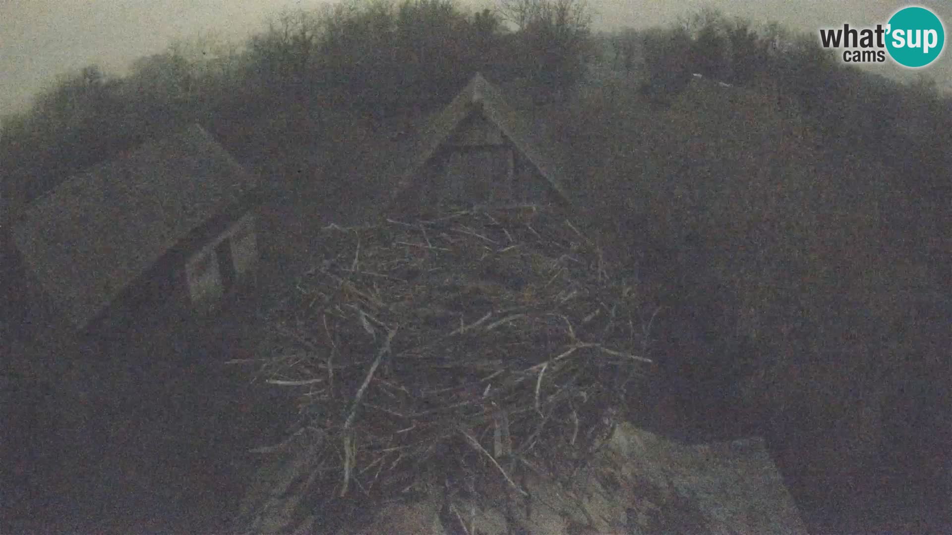 Pueblo europeo de cigüeñas camera en vivo Parque Natural Lonjsko polje