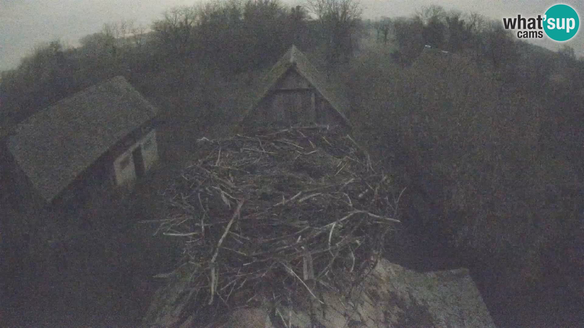 Evropska vas štorklje – Krajinski park Lonjsko polje spletna kamera