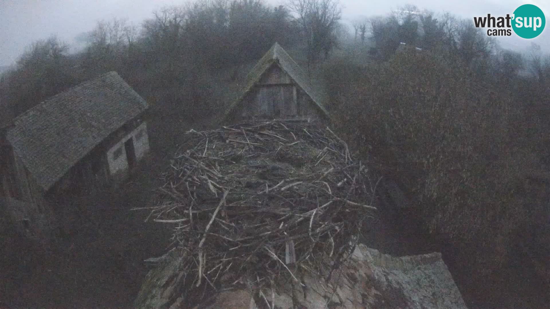 Webcam Europäisches Storchendorf – Naturpark Lonjsko polje