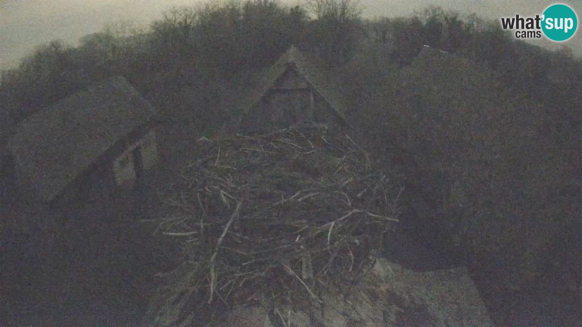 Village européen de cigognes webcam Parc naturel de Lonjsko polje
