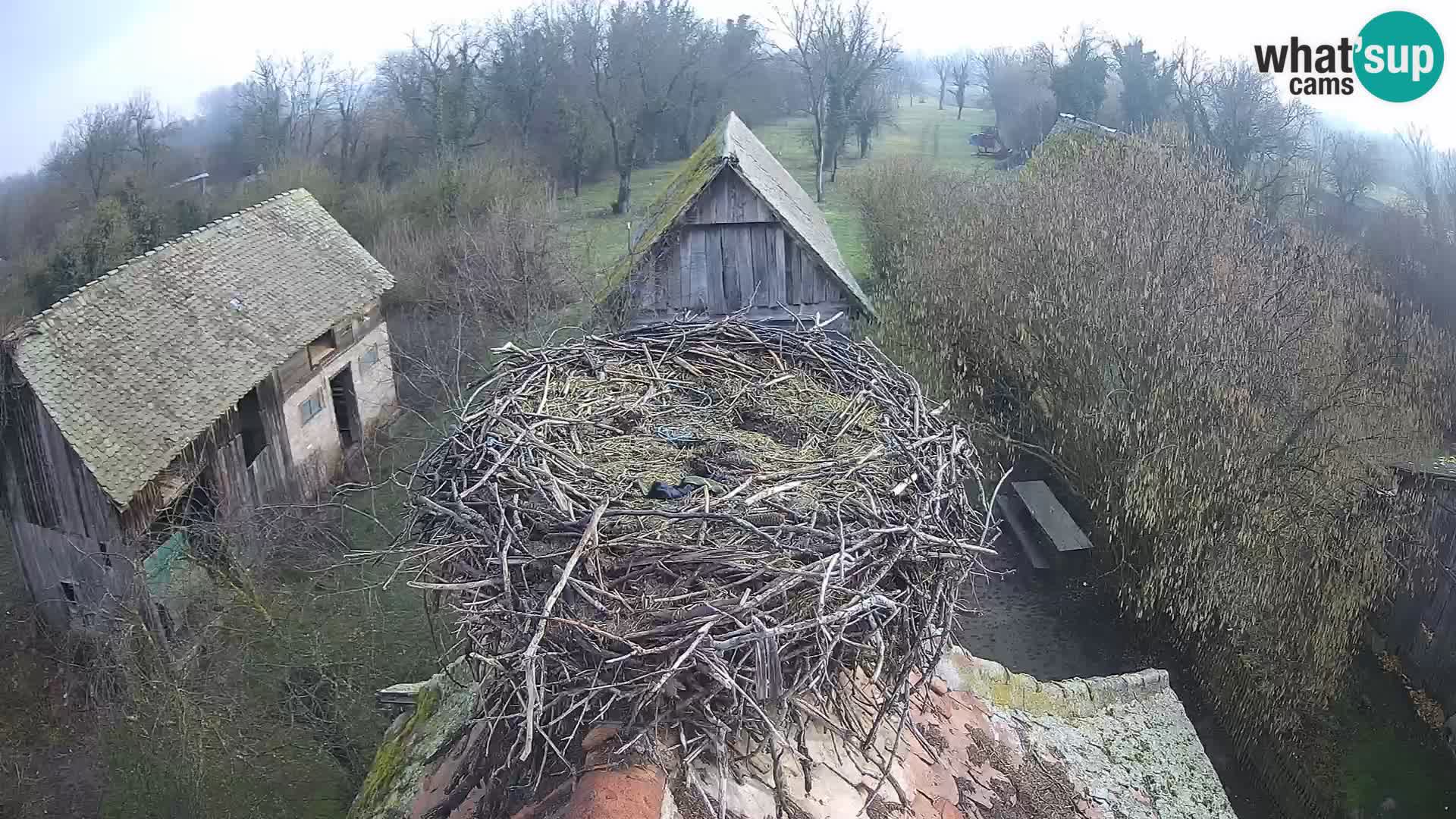 U živo Europsko selo roda – Park prirode Lonjsko polje