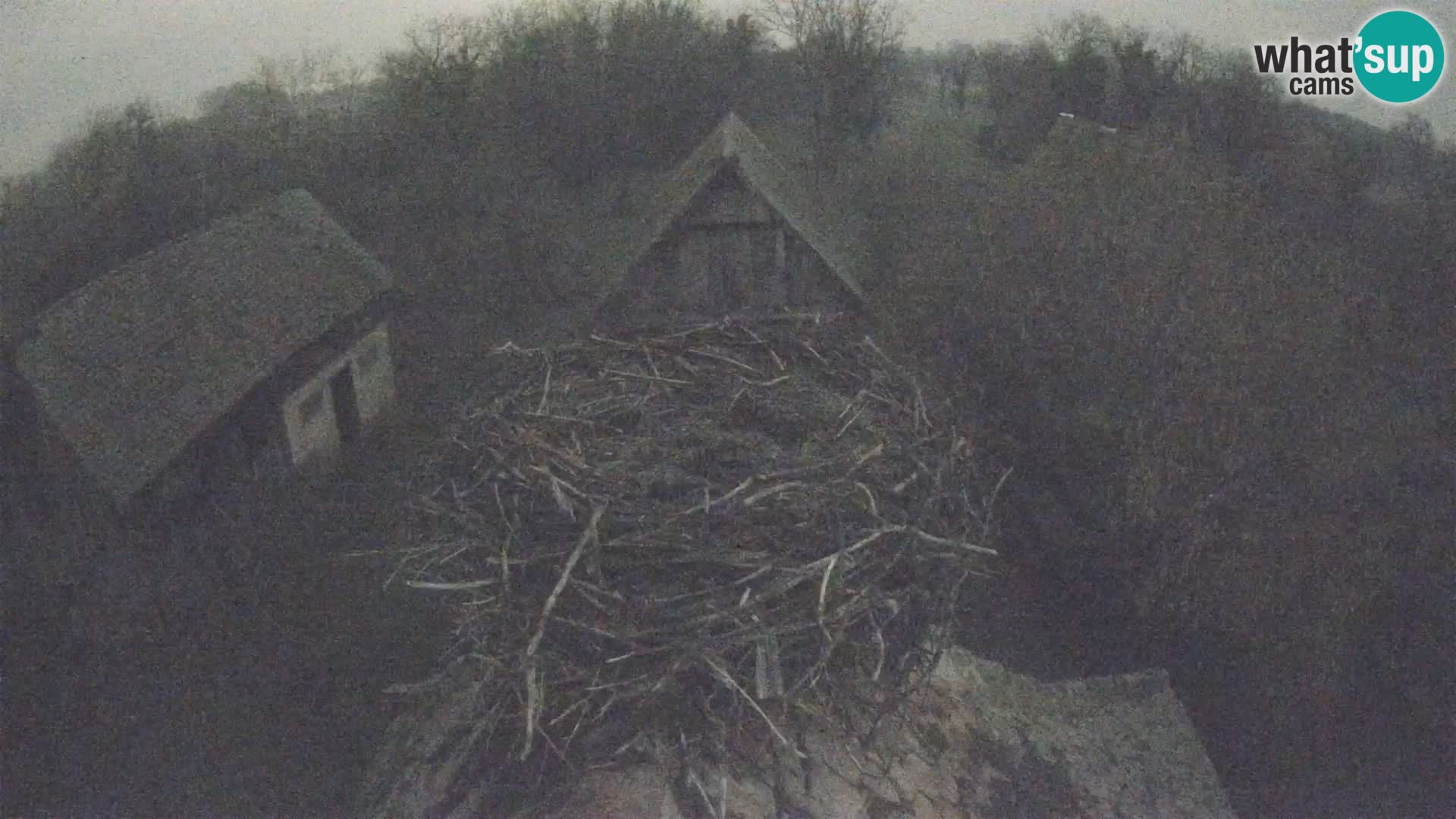 Webcam Europäisches Storchendorf – Naturpark Lonjsko polje