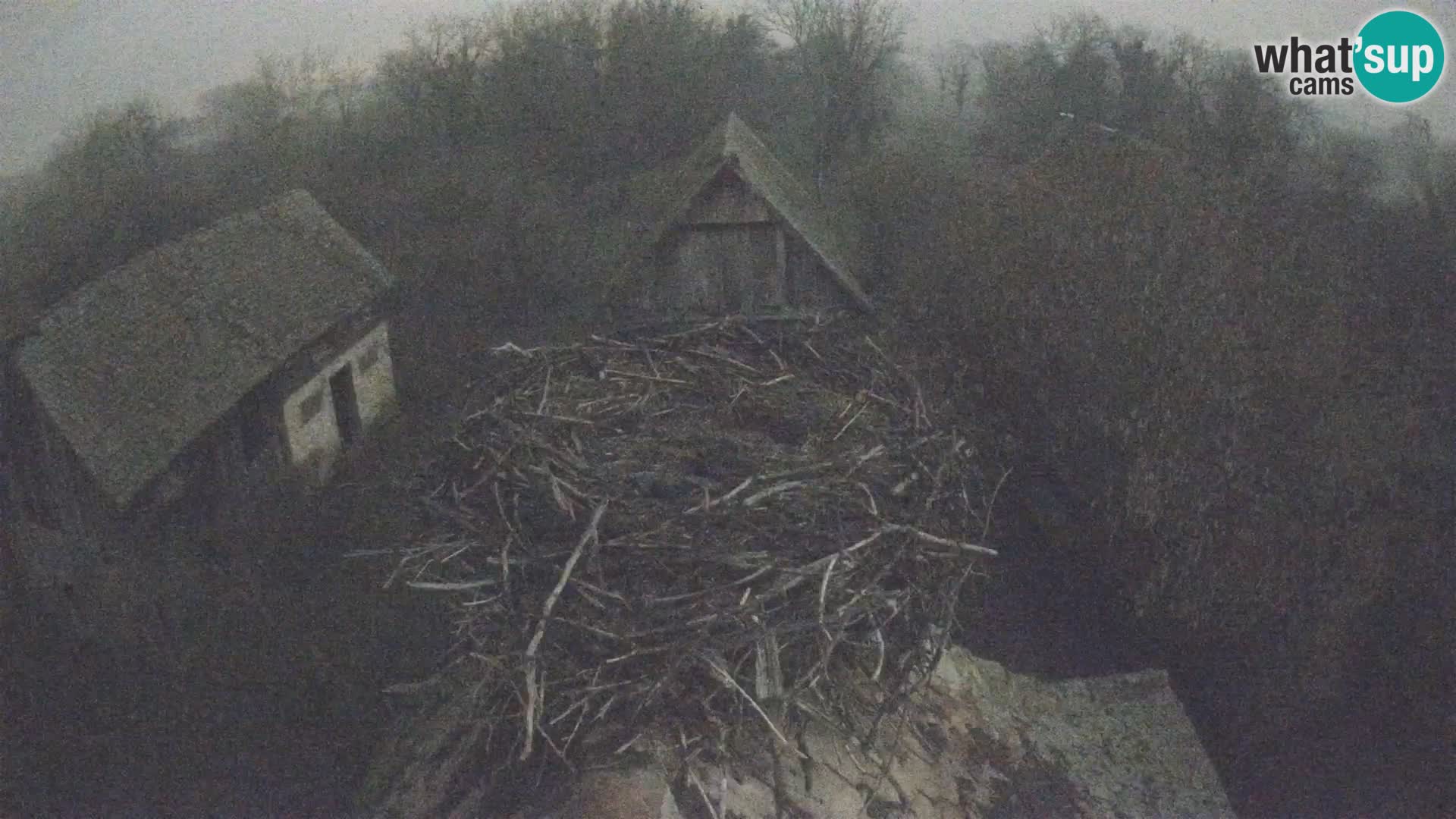 Villaggio delle cicogne europee webcam Parco naturale di Lonjsko polje