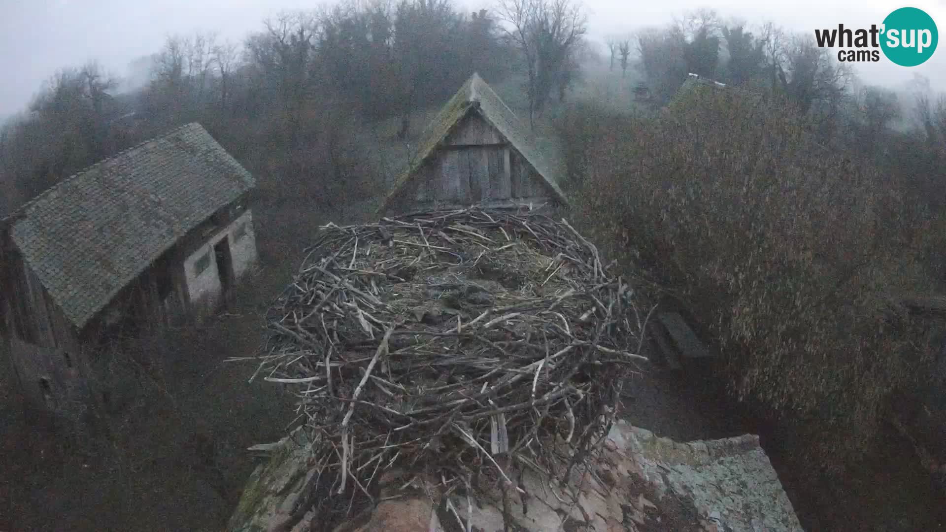 Villaggio delle cicogne europee webcam Parco naturale di Lonjsko polje