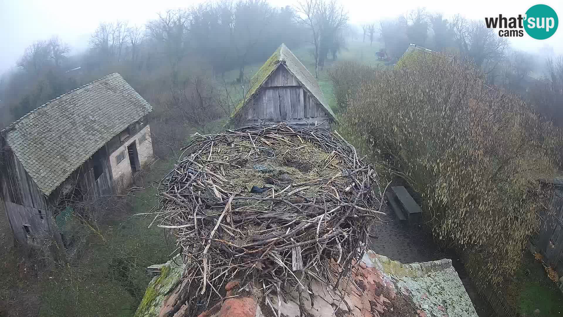 Pueblo europeo de cigüeñas camera en vivo Parque Natural Lonjsko polje