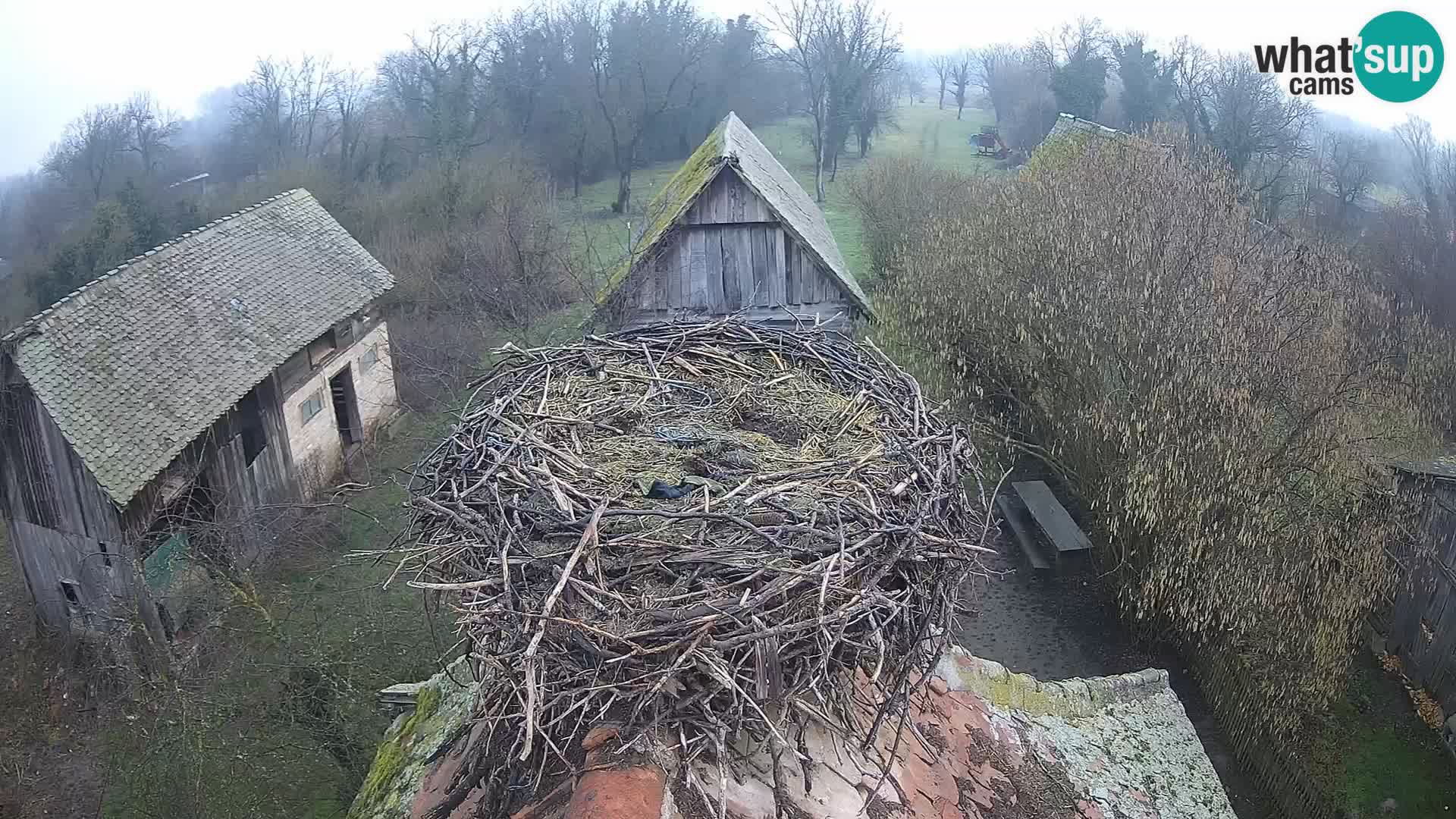 U živo Europsko selo roda – Park prirode Lonjsko polje