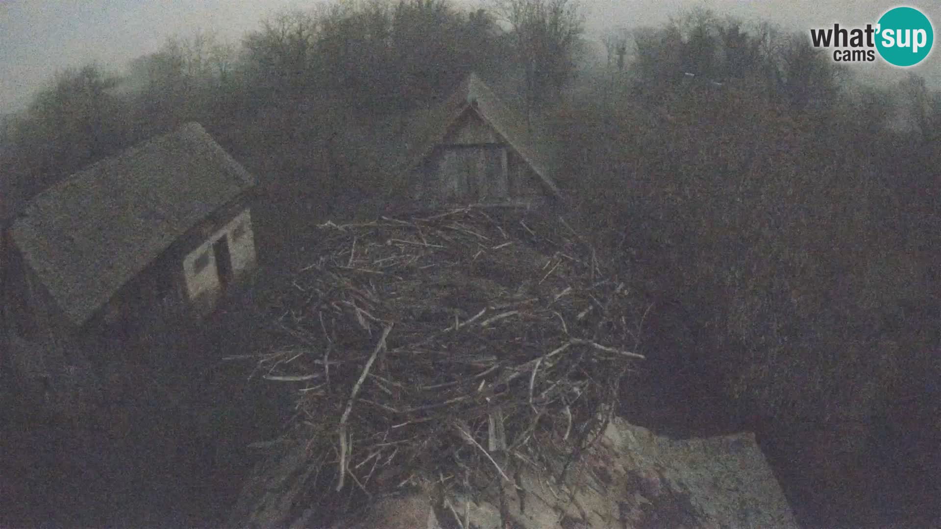 Pueblo europeo de cigüeñas camera en vivo Parque Natural Lonjsko polje