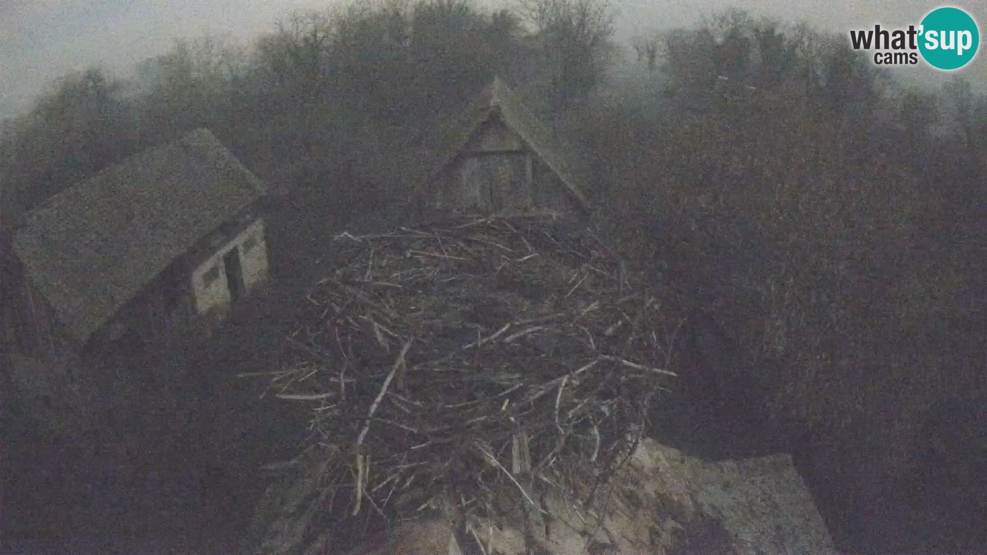 Pueblo europeo de cigüeñas camera en vivo Parque Natural Lonjsko polje