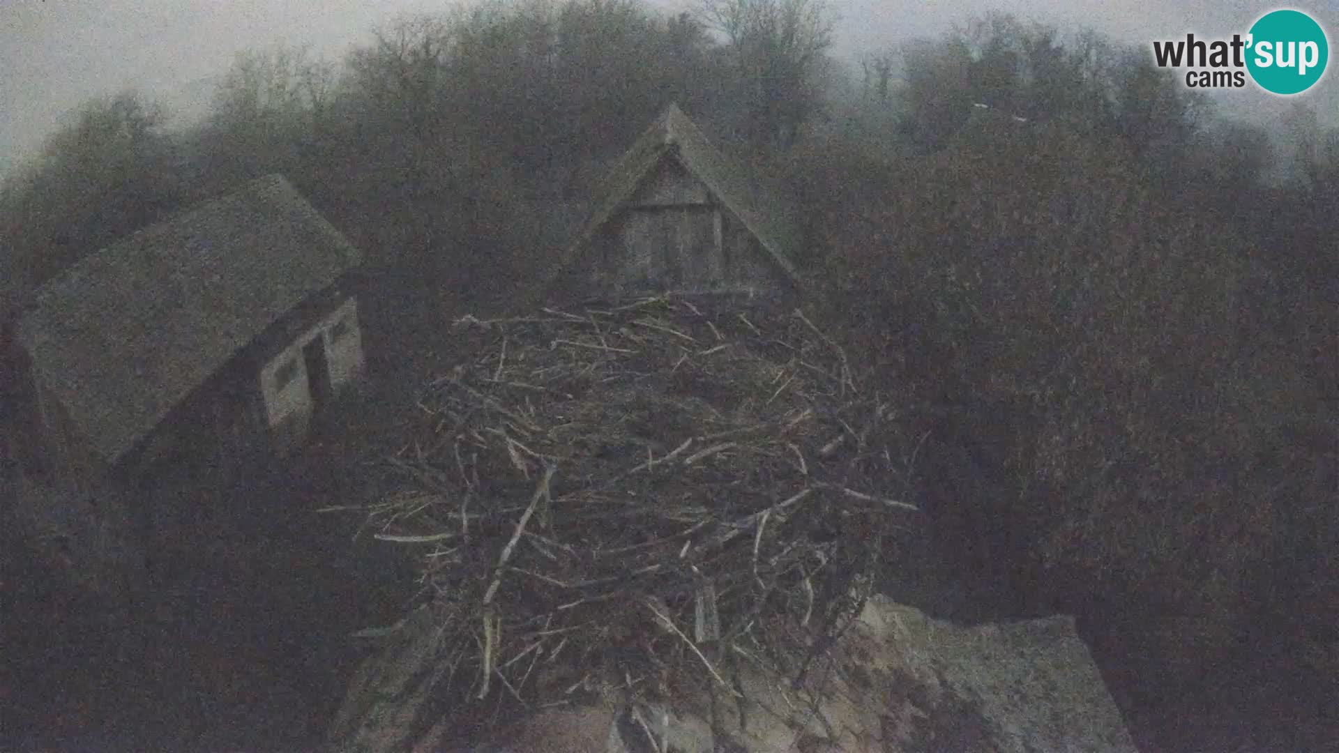 Pueblo europeo de cigüeñas camera en vivo Parque Natural Lonjsko polje