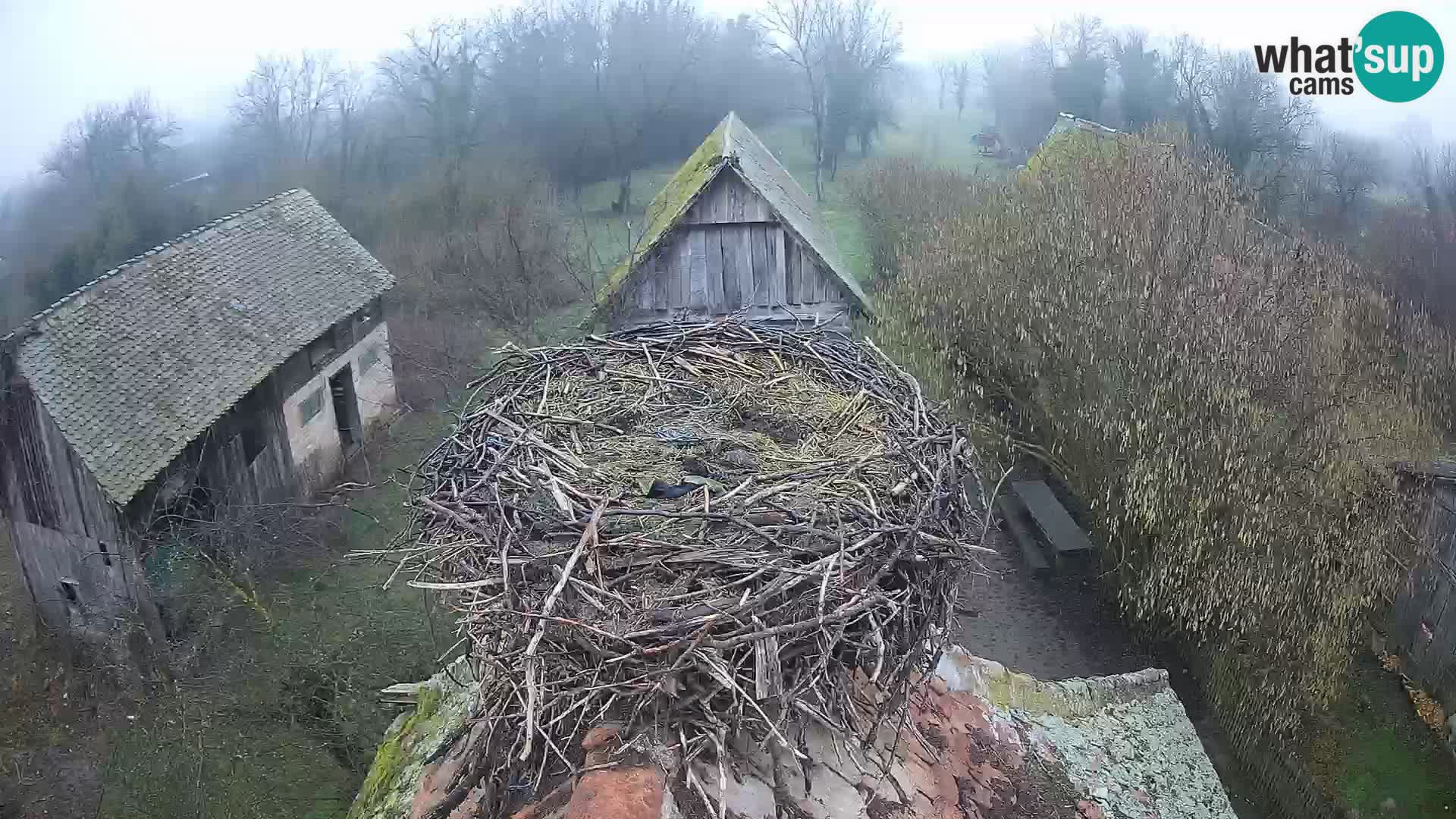 Webcam Europäisches Storchendorf – Naturpark Lonjsko polje