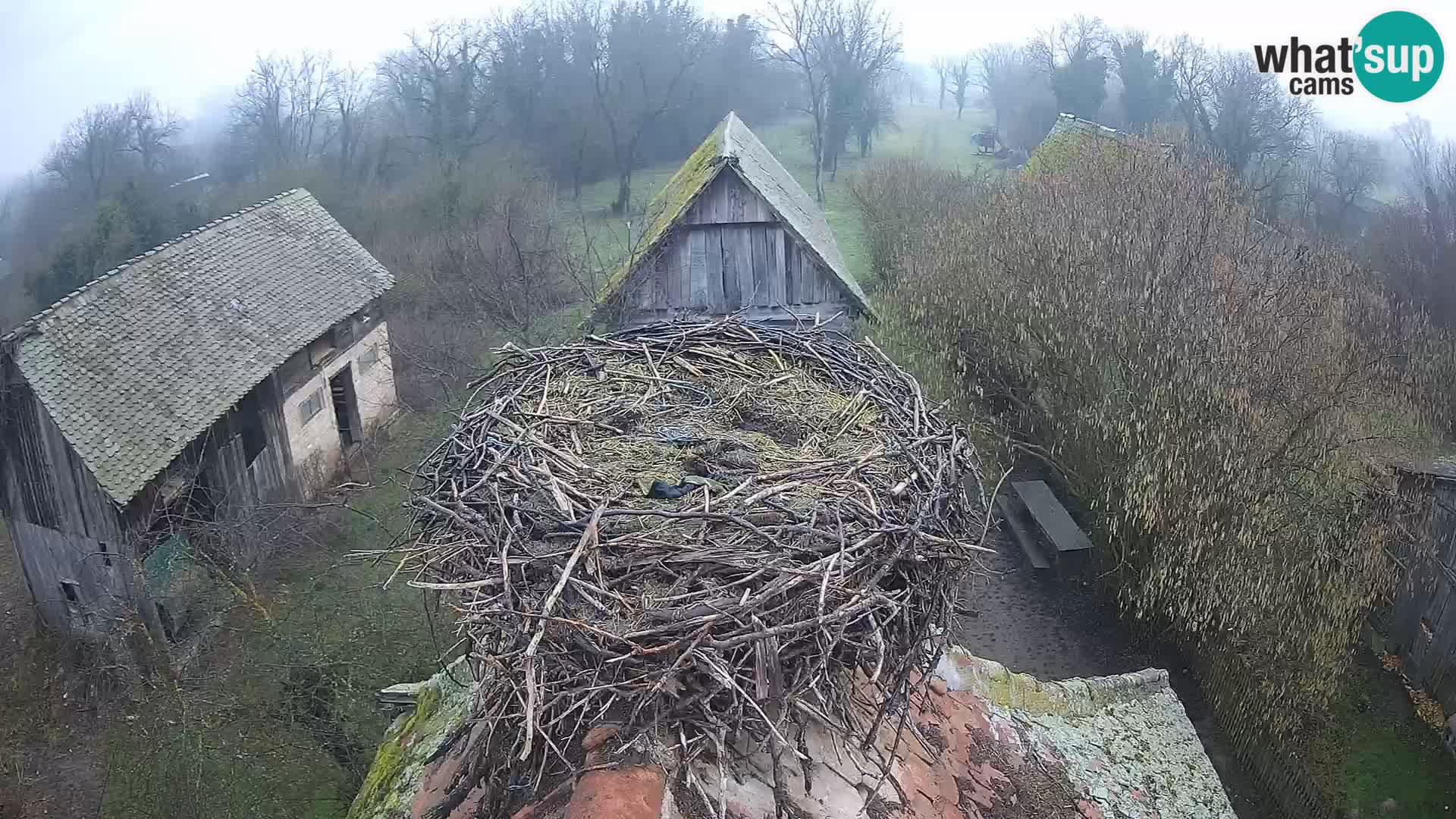Webcam Europäisches Storchendorf – Naturpark Lonjsko polje
