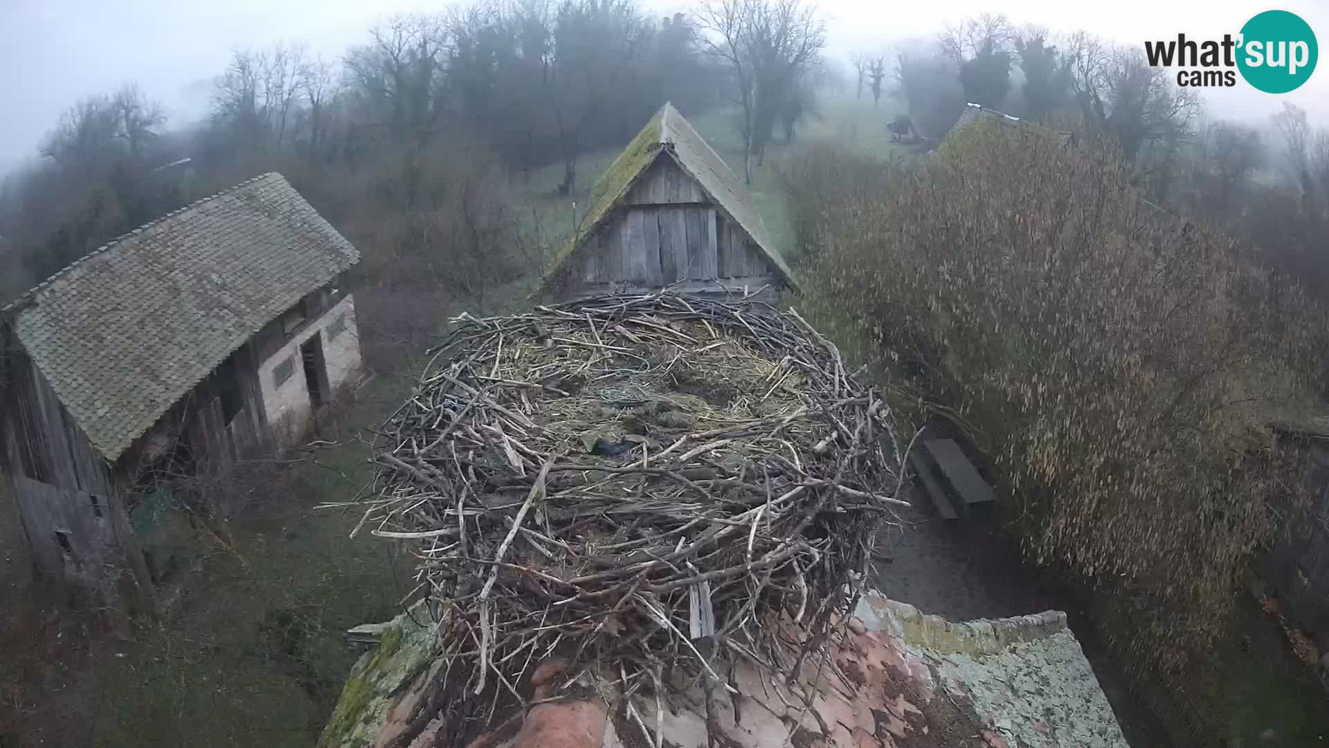 Pueblo europeo de cigüeñas camera en vivo Parque Natural Lonjsko polje