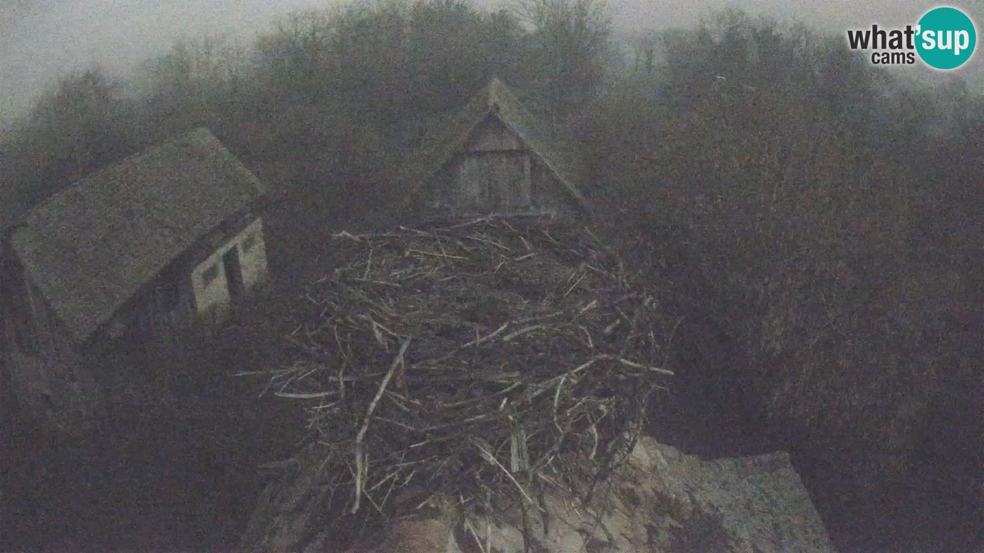 Webcam Europäisches Storchendorf – Naturpark Lonjsko polje