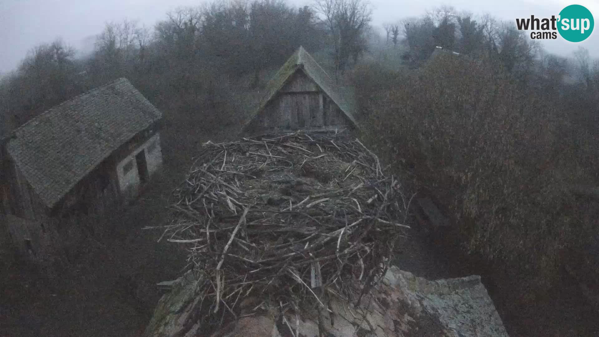 Villaggio delle cicogne europee webcam Parco naturale di Lonjsko polje