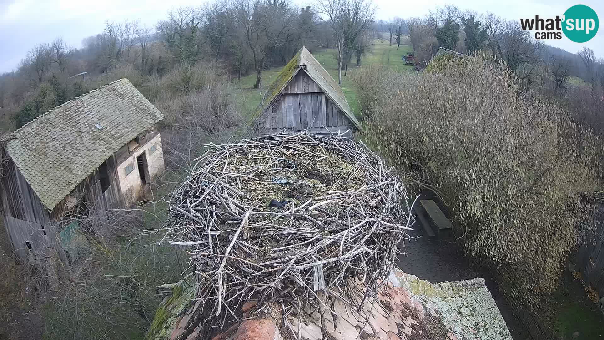 Village européen de cigognes webcam Parc naturel de Lonjsko polje