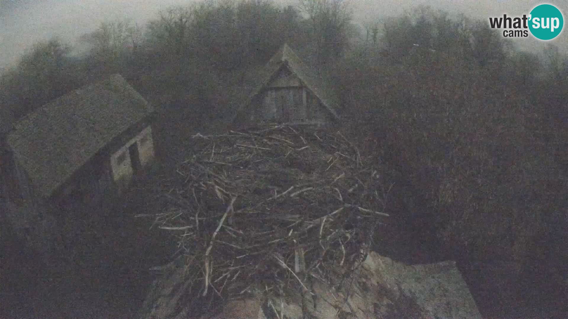 Pueblo europeo de cigüeñas camera en vivo Parque Natural Lonjsko polje