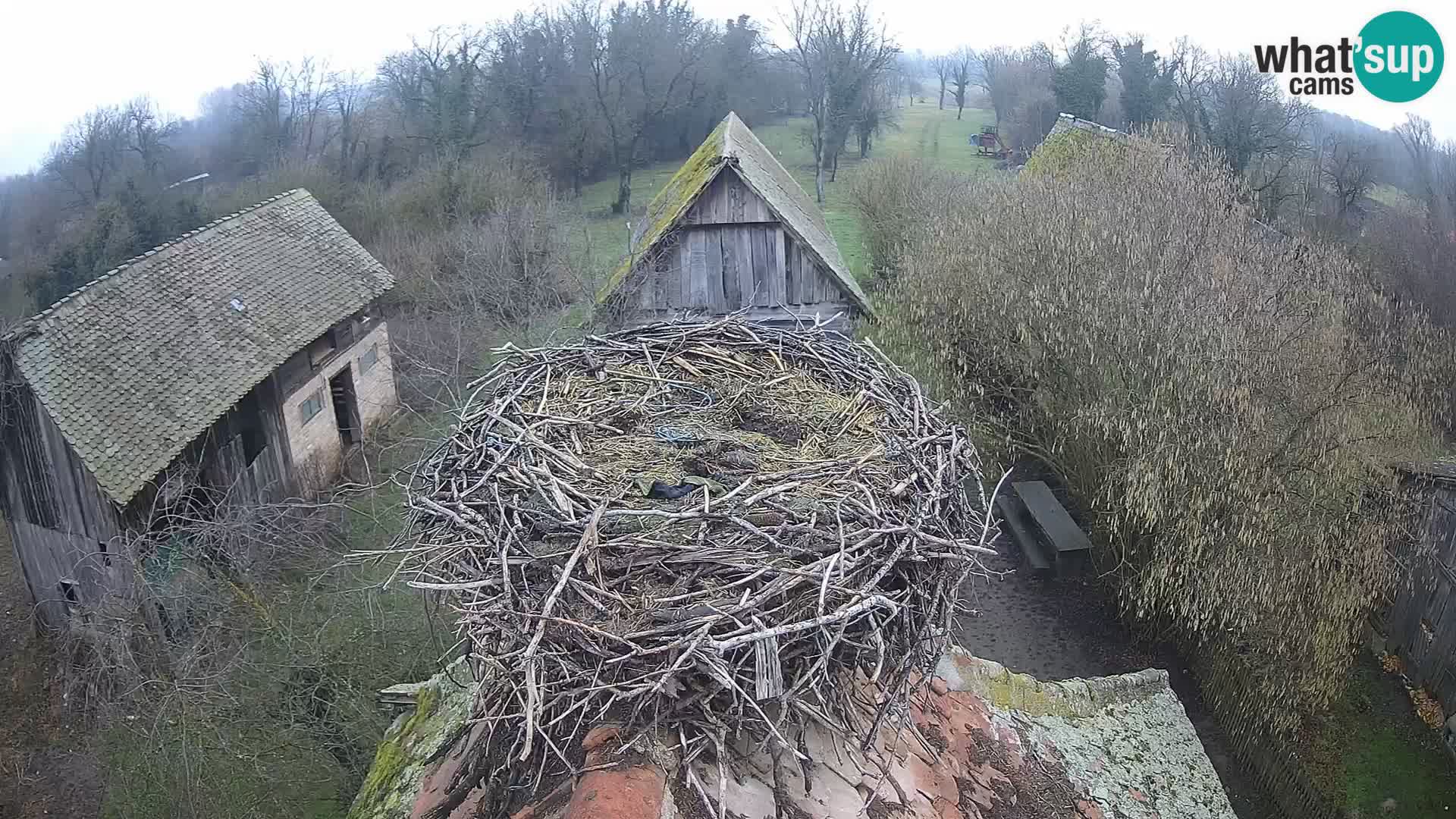 Village européen de cigognes webcam Parc naturel de Lonjsko polje