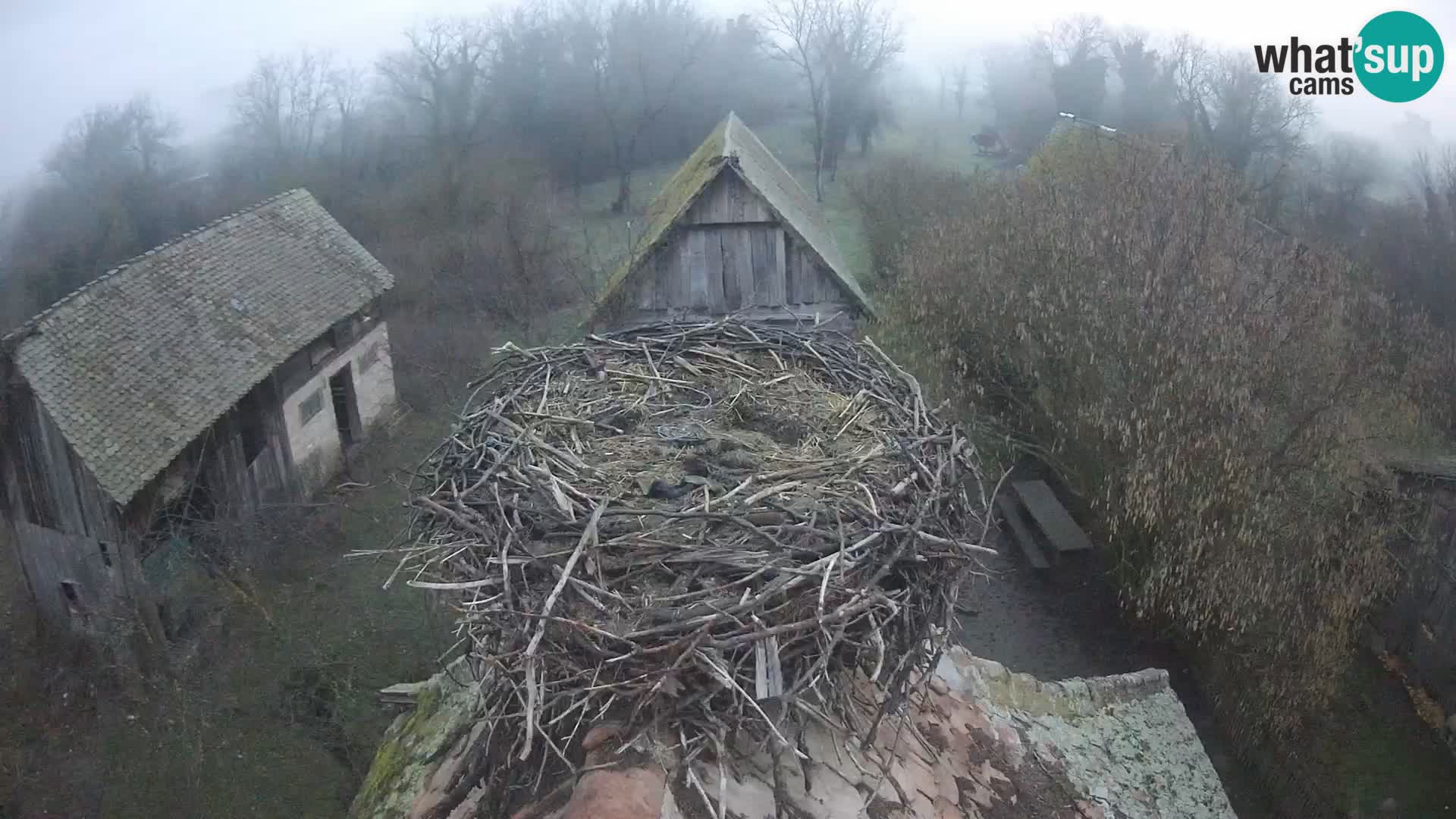 Village européen de cigognes webcam Parc naturel de Lonjsko polje