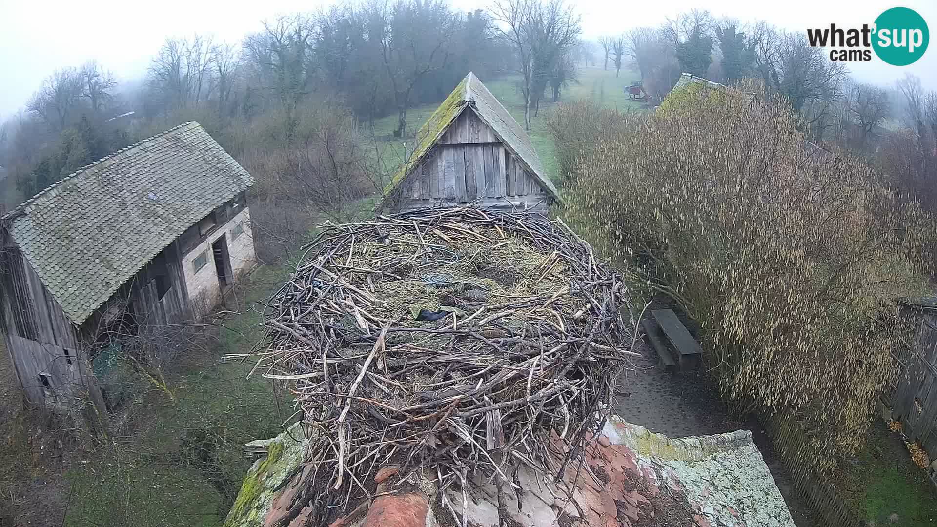 Village européen de cigognes webcam Parc naturel de Lonjsko polje