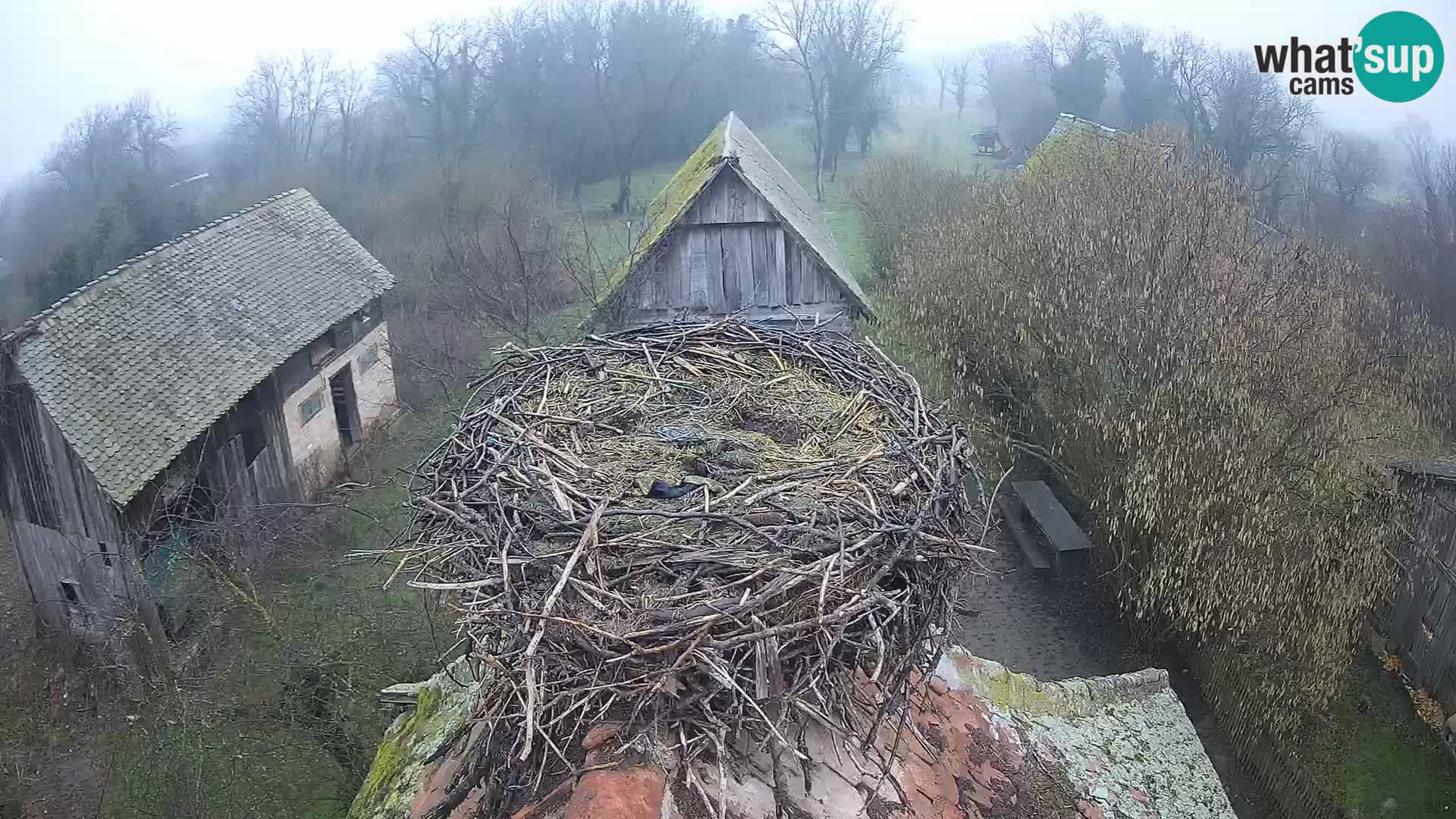 Village européen de cigognes webcam Parc naturel de Lonjsko polje