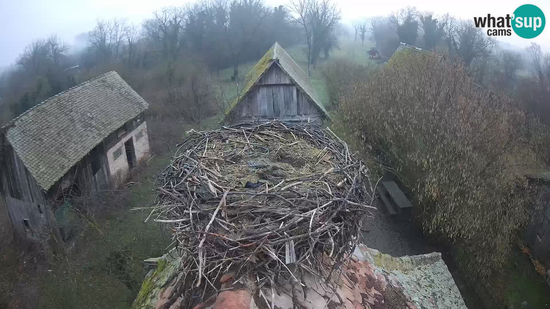 Villaggio delle cicogne europee webcam Parco naturale di Lonjsko polje