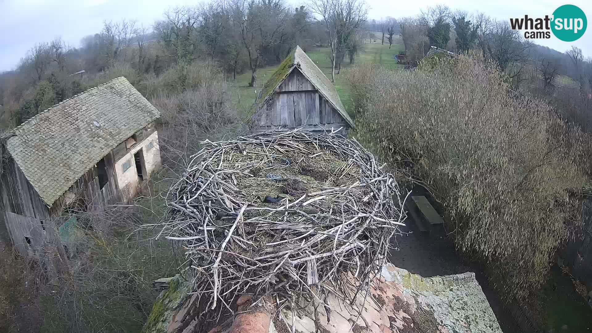 Pueblo europeo de cigüeñas camera en vivo Parque Natural Lonjsko polje