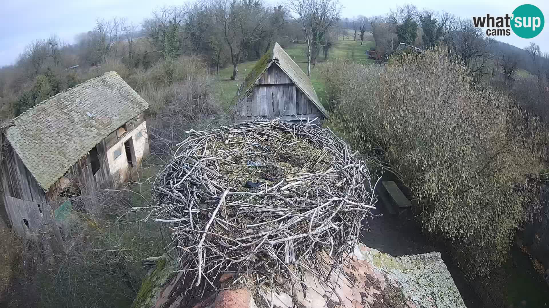 Villaggio delle cicogne europee webcam Parco naturale di Lonjsko polje