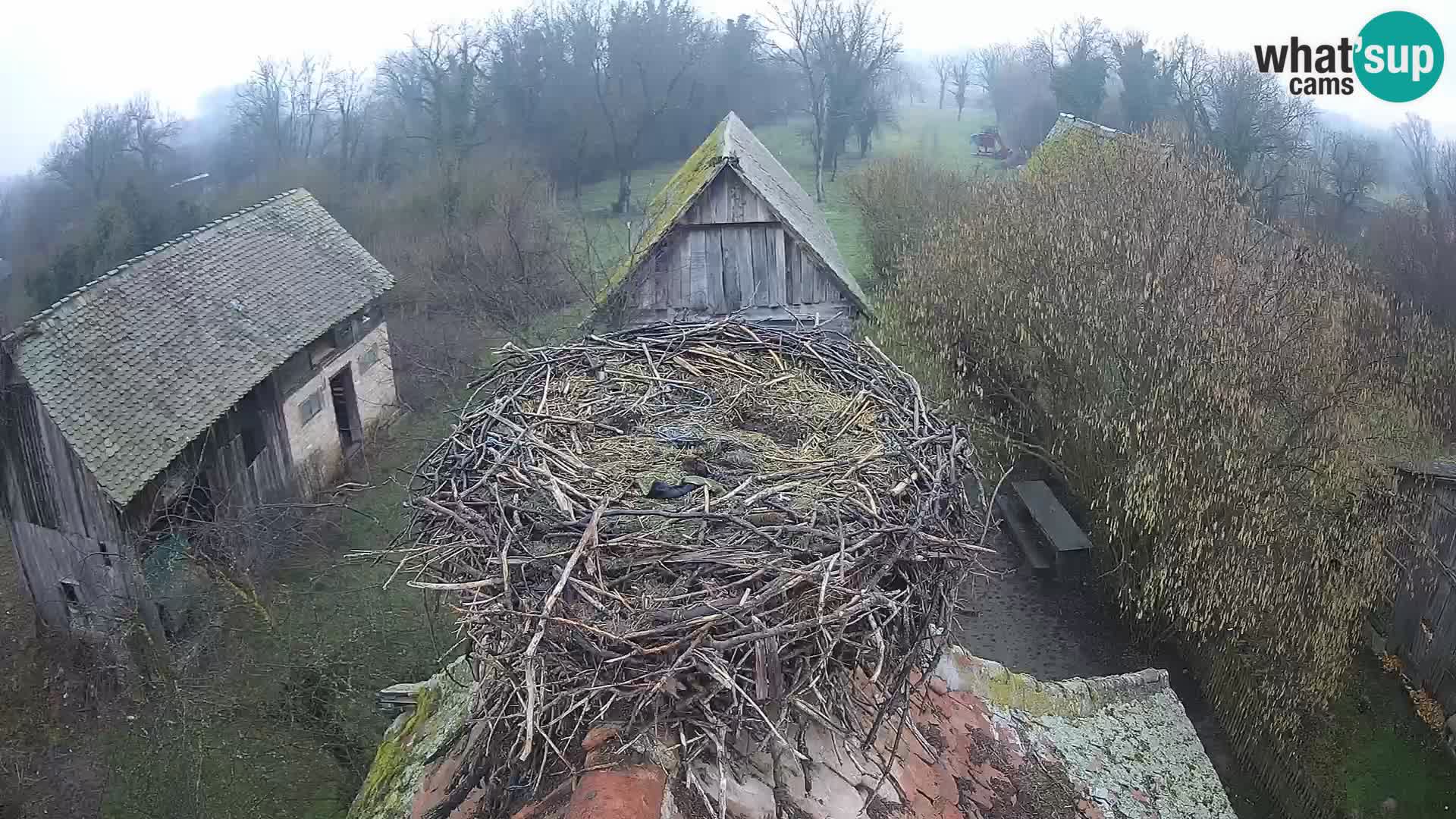 Village européen de cigognes webcam Parc naturel de Lonjsko polje