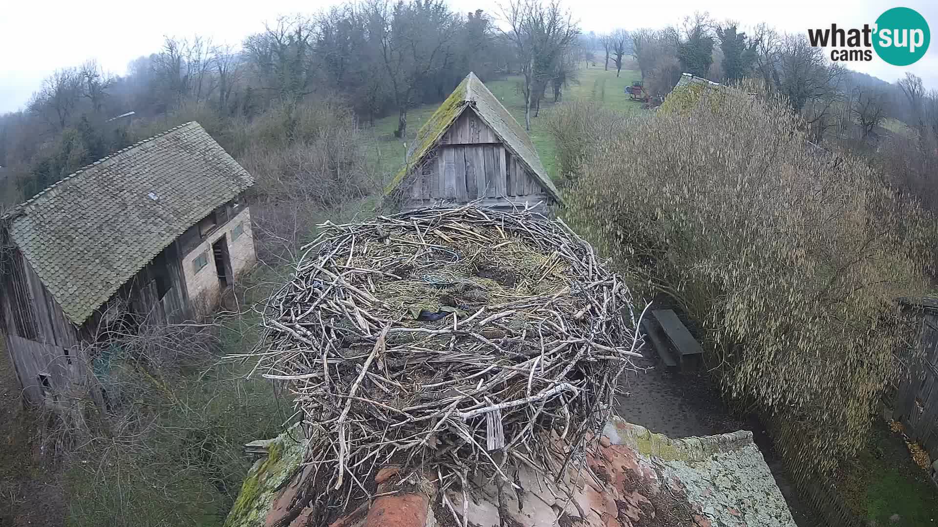 Pueblo europeo de cigüeñas camera en vivo Parque Natural Lonjsko polje