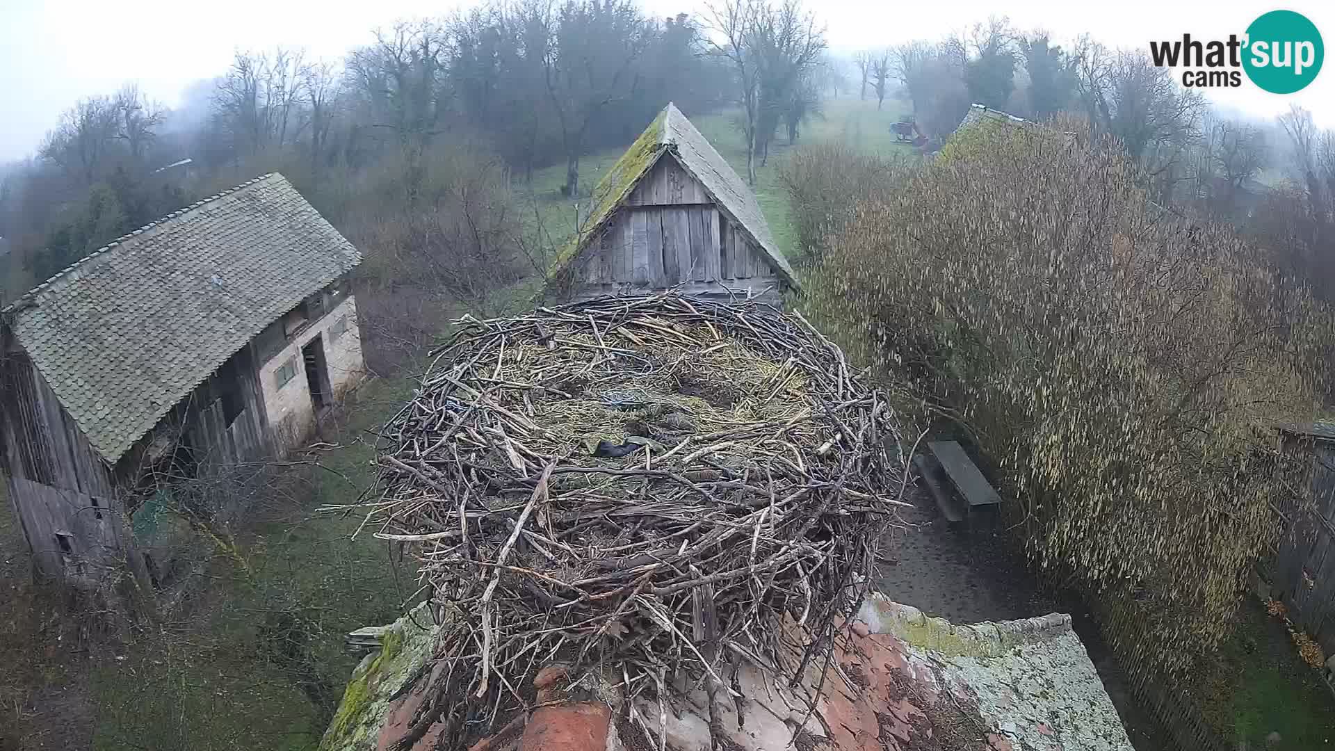 Webcam Europäisches Storchendorf – Naturpark Lonjsko polje