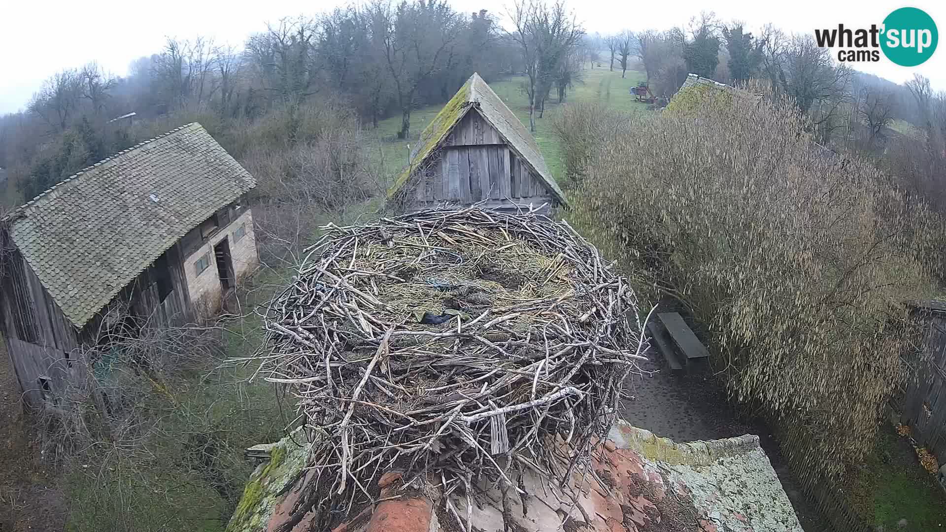 U živo Europsko selo roda – Park prirode Lonjsko polje