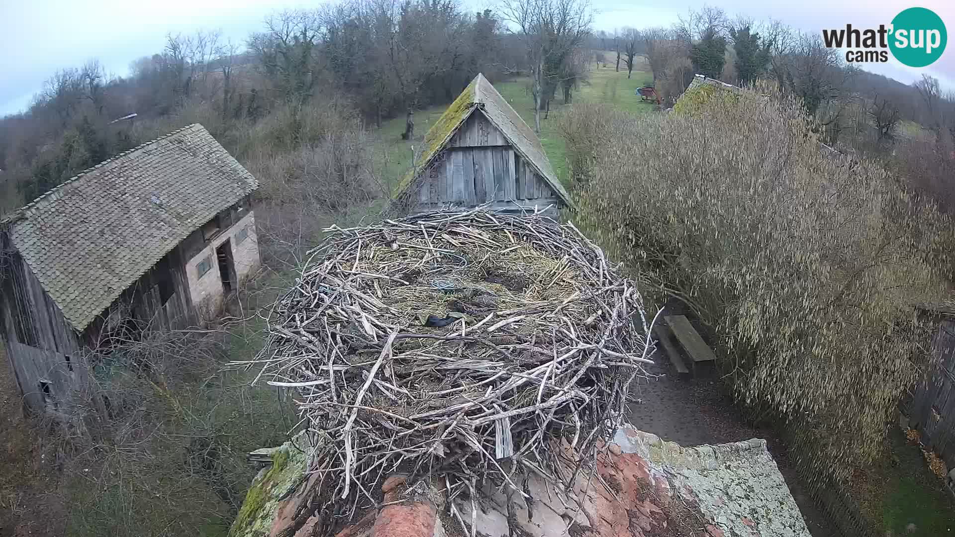 Village européen de cigognes webcam Parc naturel de Lonjsko polje