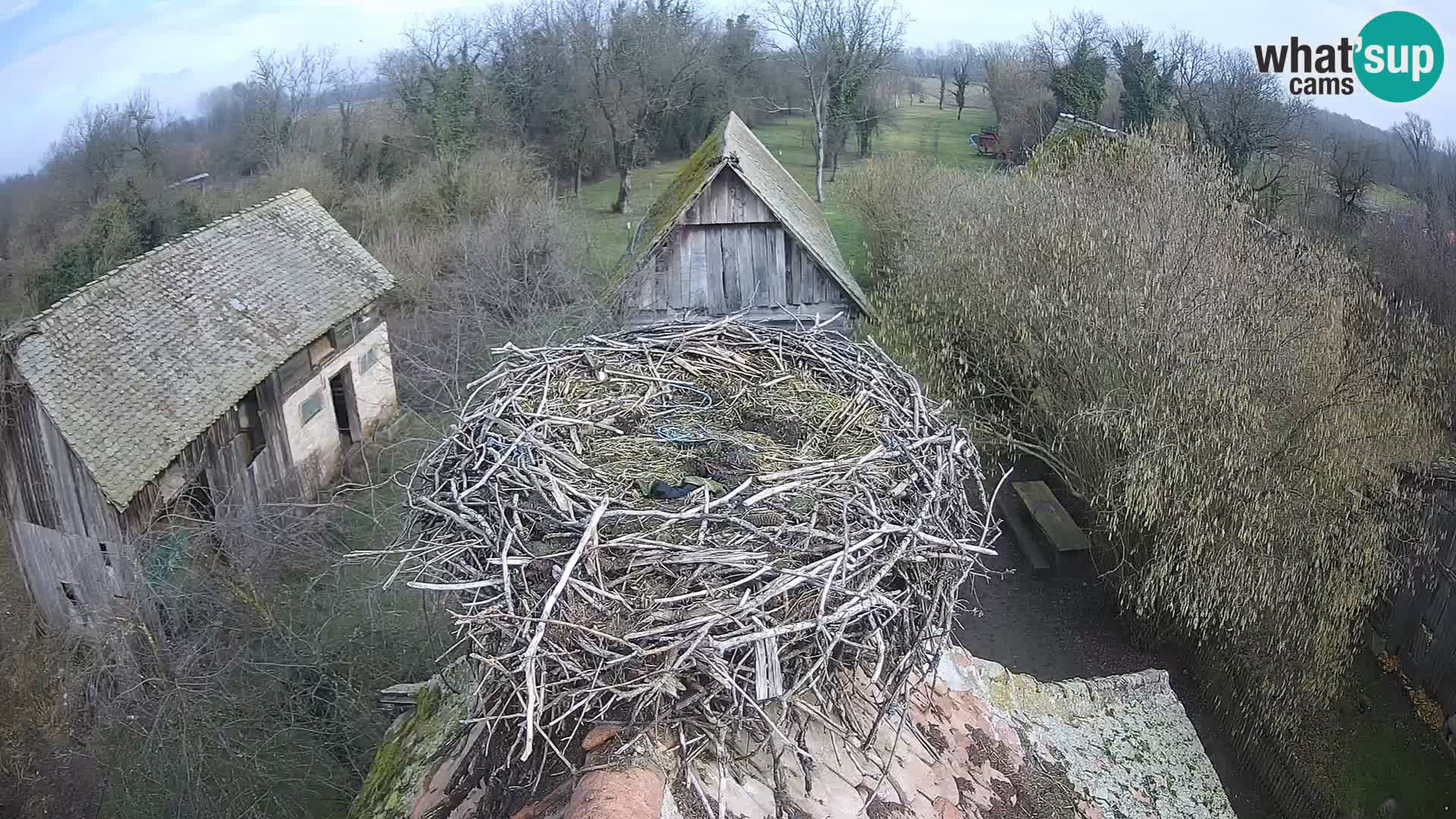 Pueblo europeo de cigüeñas camera en vivo Parque Natural Lonjsko polje