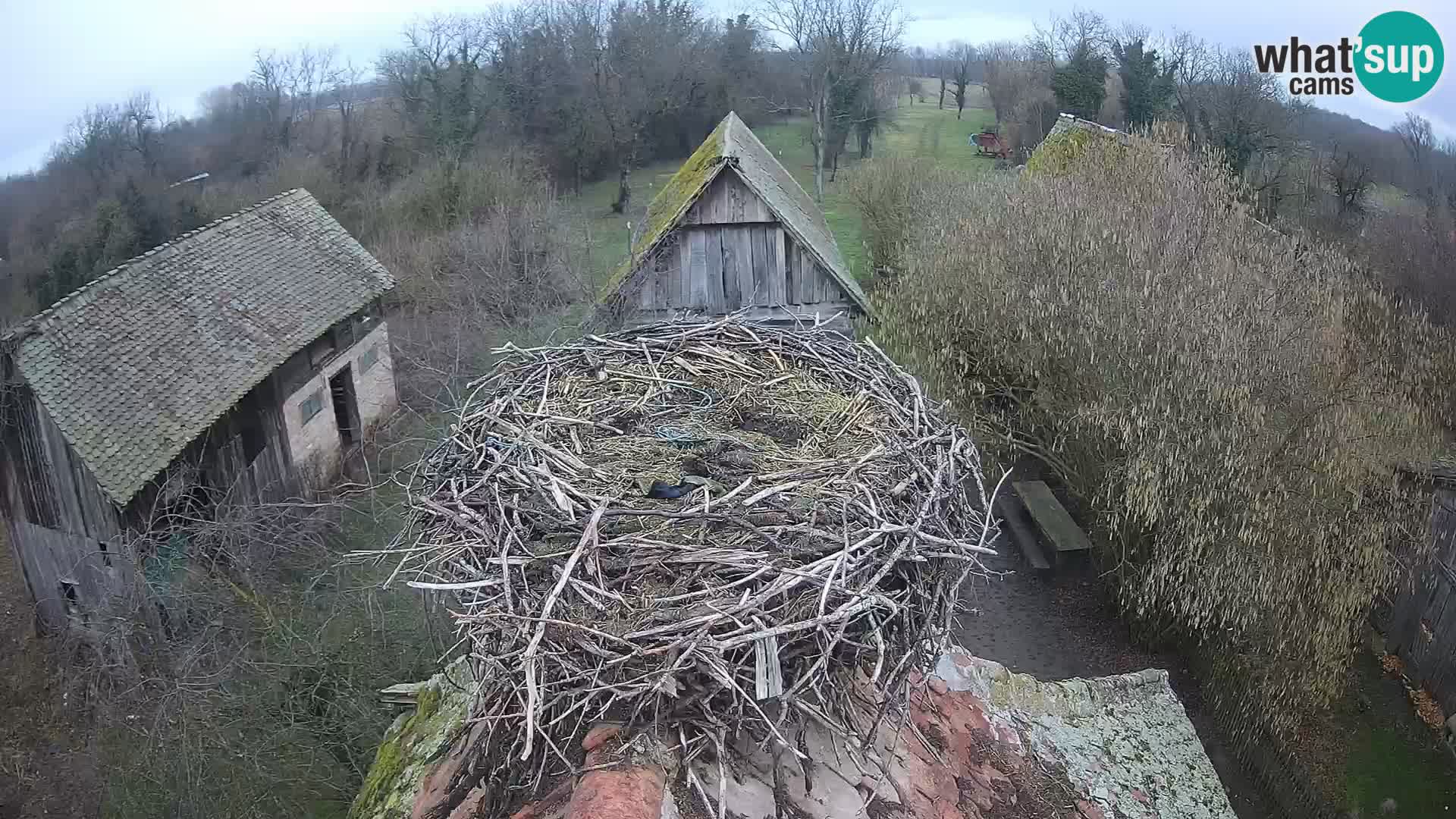Evropska vas štorklje – Krajinski park Lonjsko polje spletna kamera