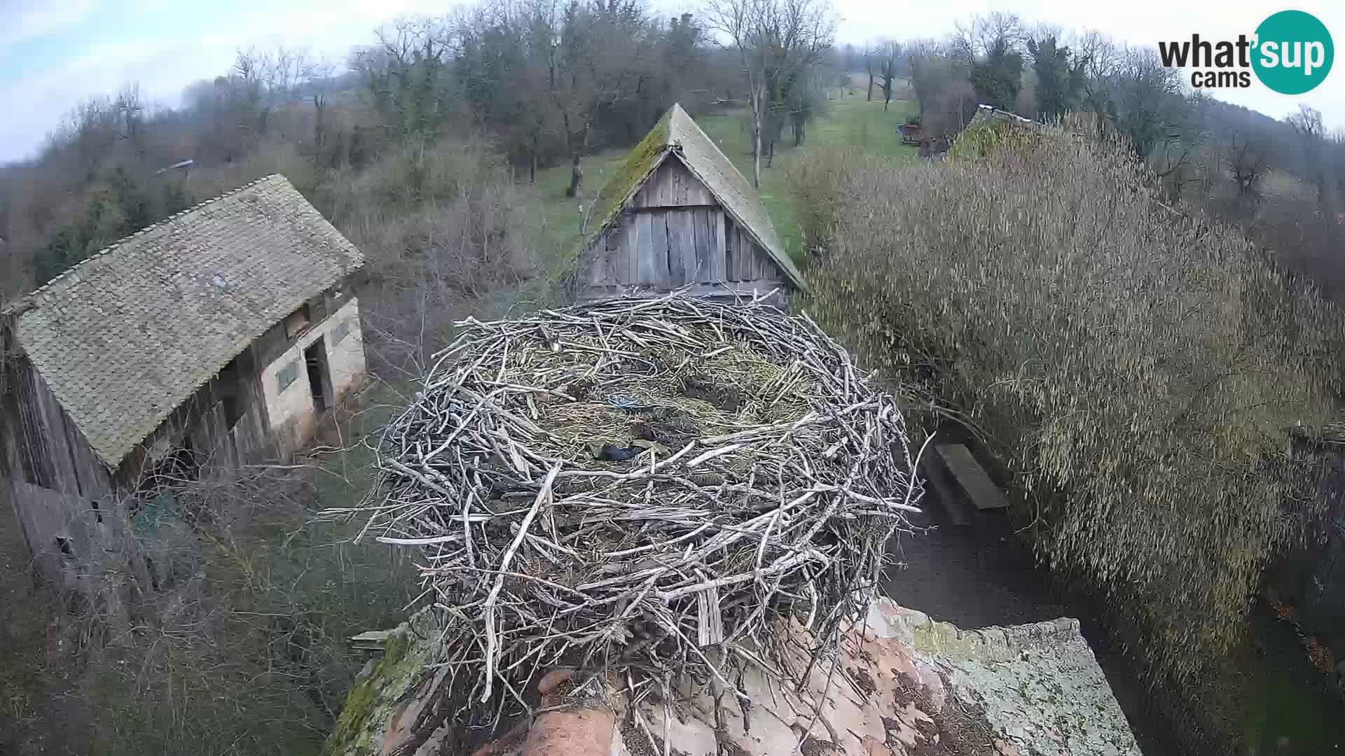 Webcam Europäisches Storchendorf – Naturpark Lonjsko polje