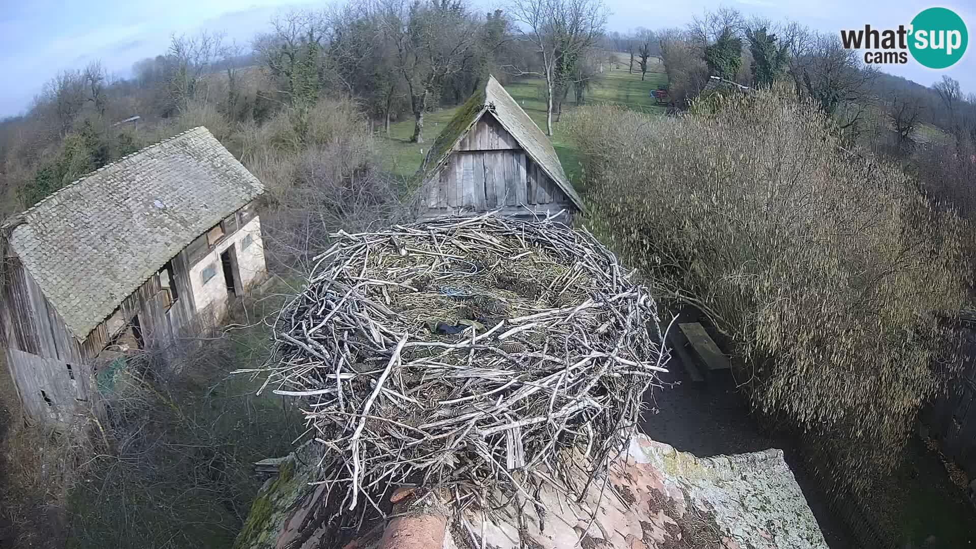 Pueblo europeo de cigüeñas camera en vivo Parque Natural Lonjsko polje