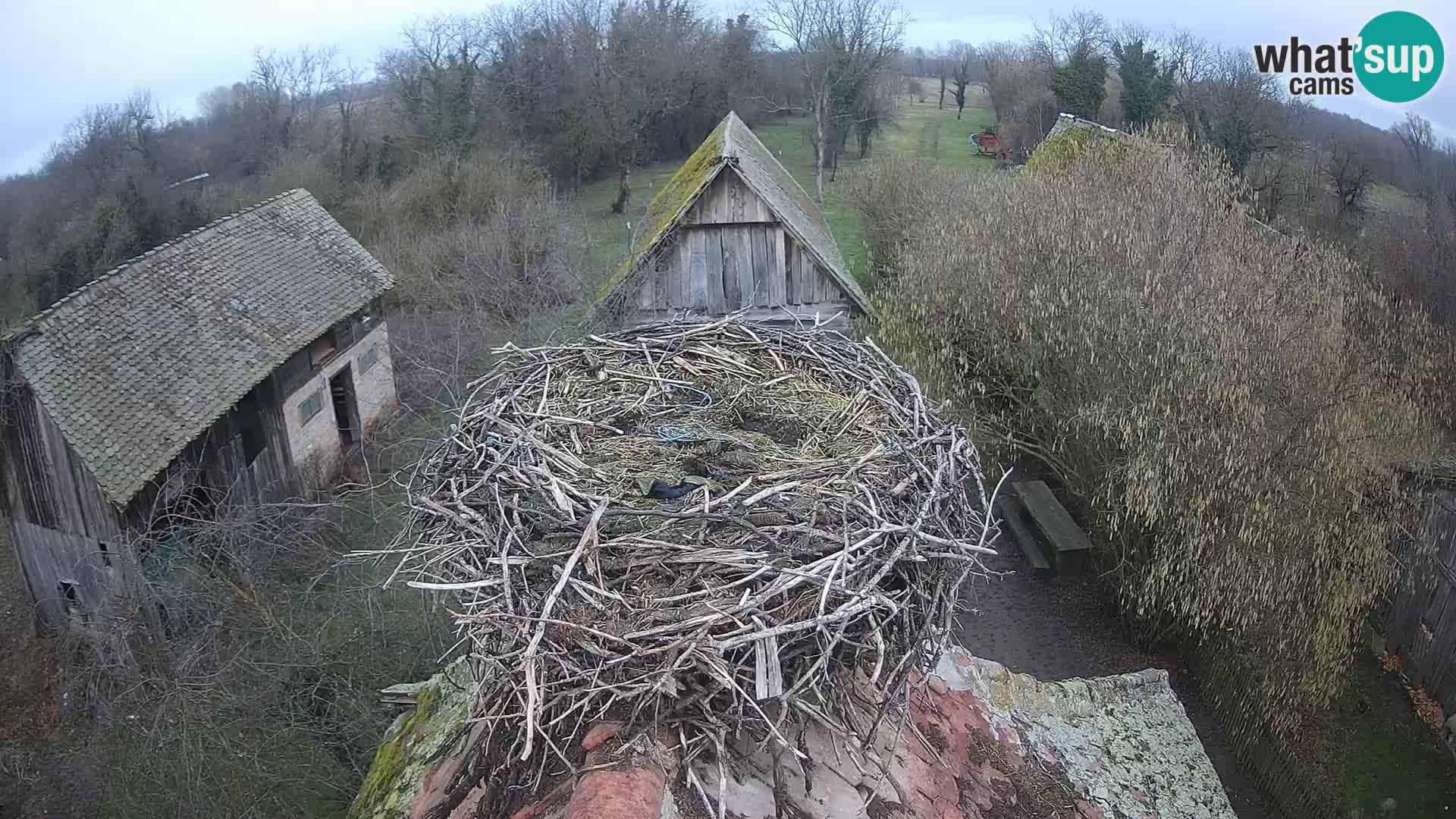 Webcam Europäisches Storchendorf – Naturpark Lonjsko polje