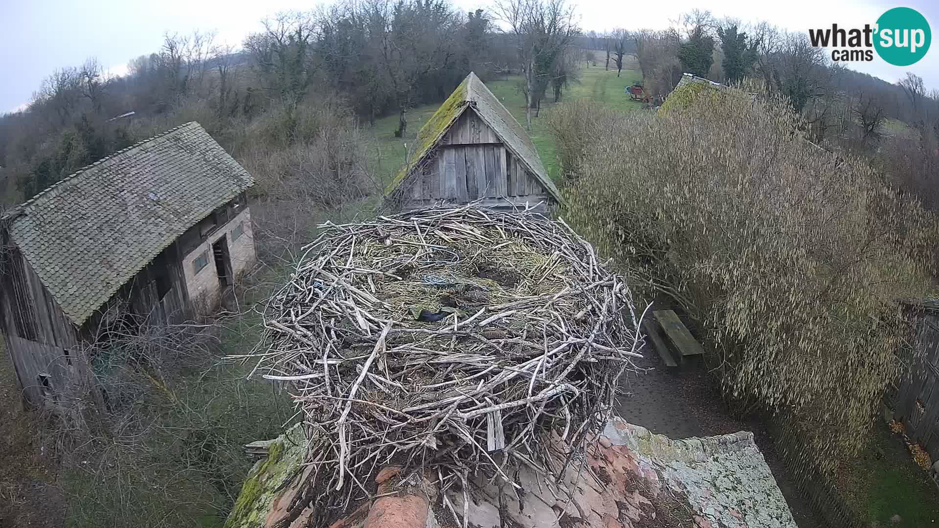 Village européen de cigognes webcam Parc naturel de Lonjsko polje