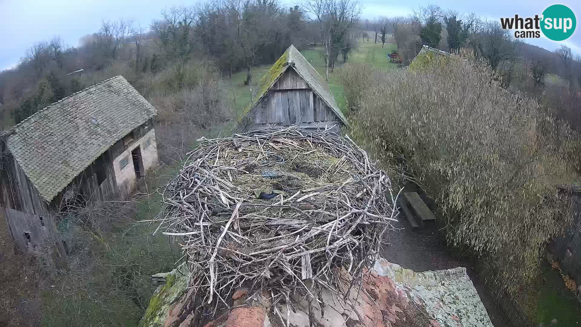 Pueblo europeo de cigüeñas camera en vivo Parque Natural Lonjsko polje