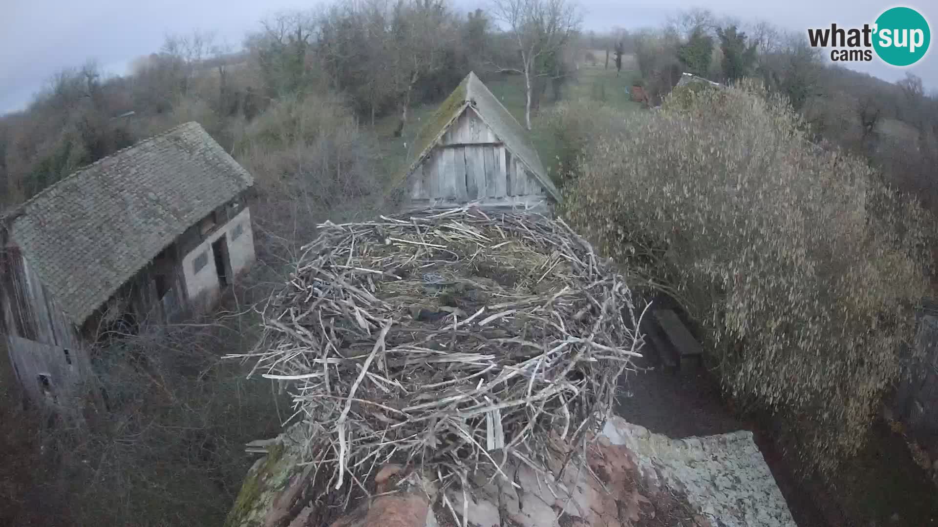 Pueblo europeo de cigüeñas camera en vivo Parque Natural Lonjsko polje