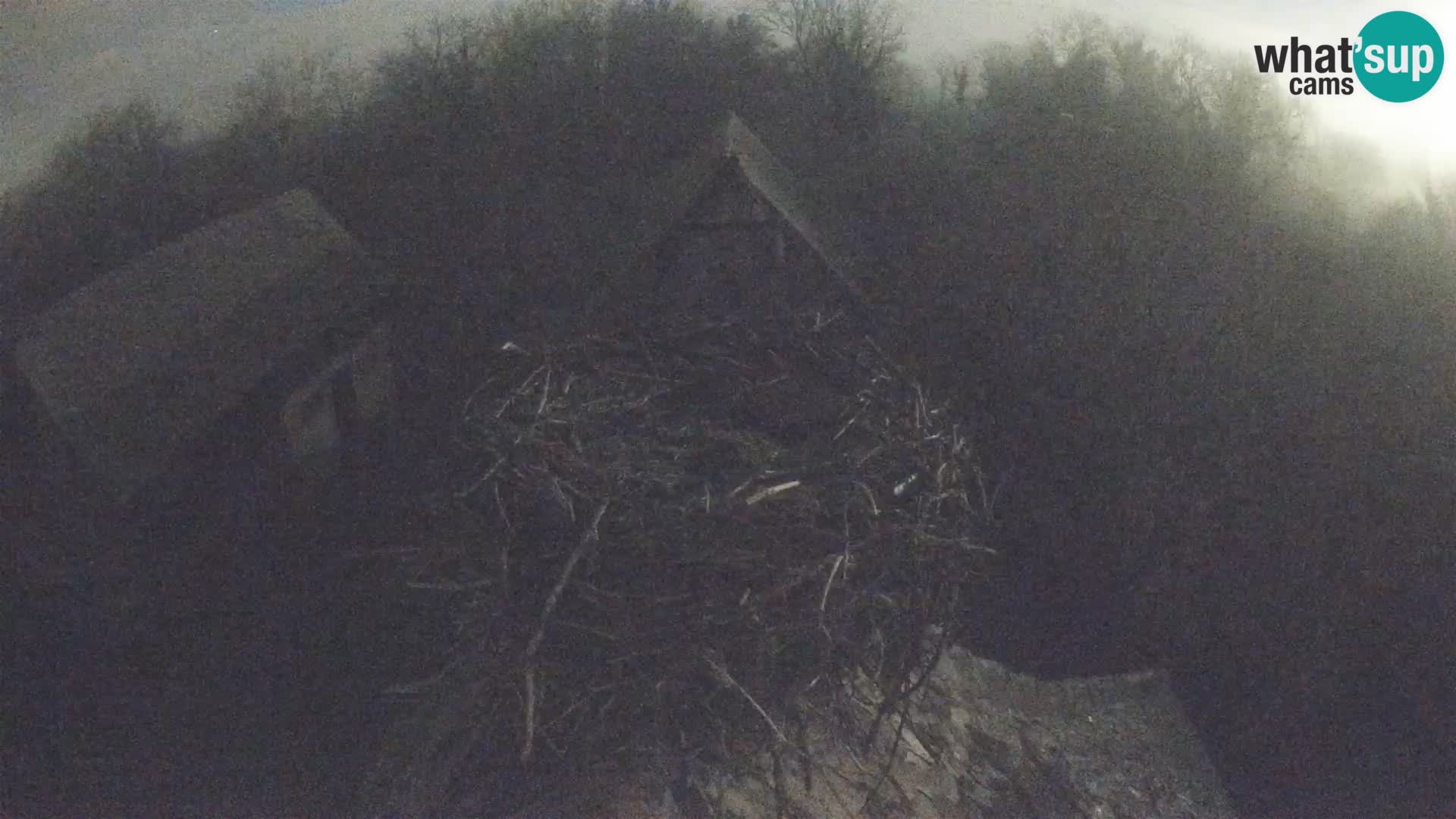 Village européen de cigognes webcam Parc naturel de Lonjsko polje