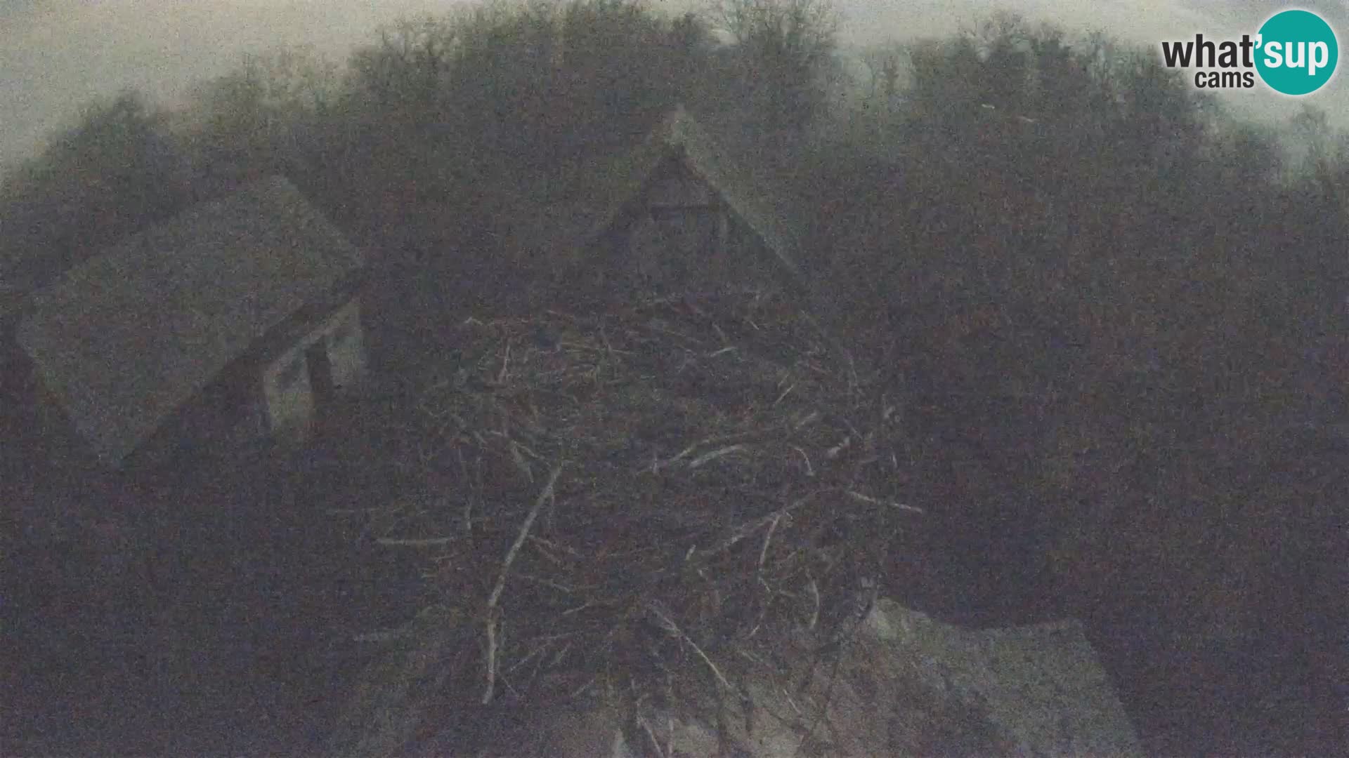 Villaggio delle cicogne europee webcam Parco naturale di Lonjsko polje