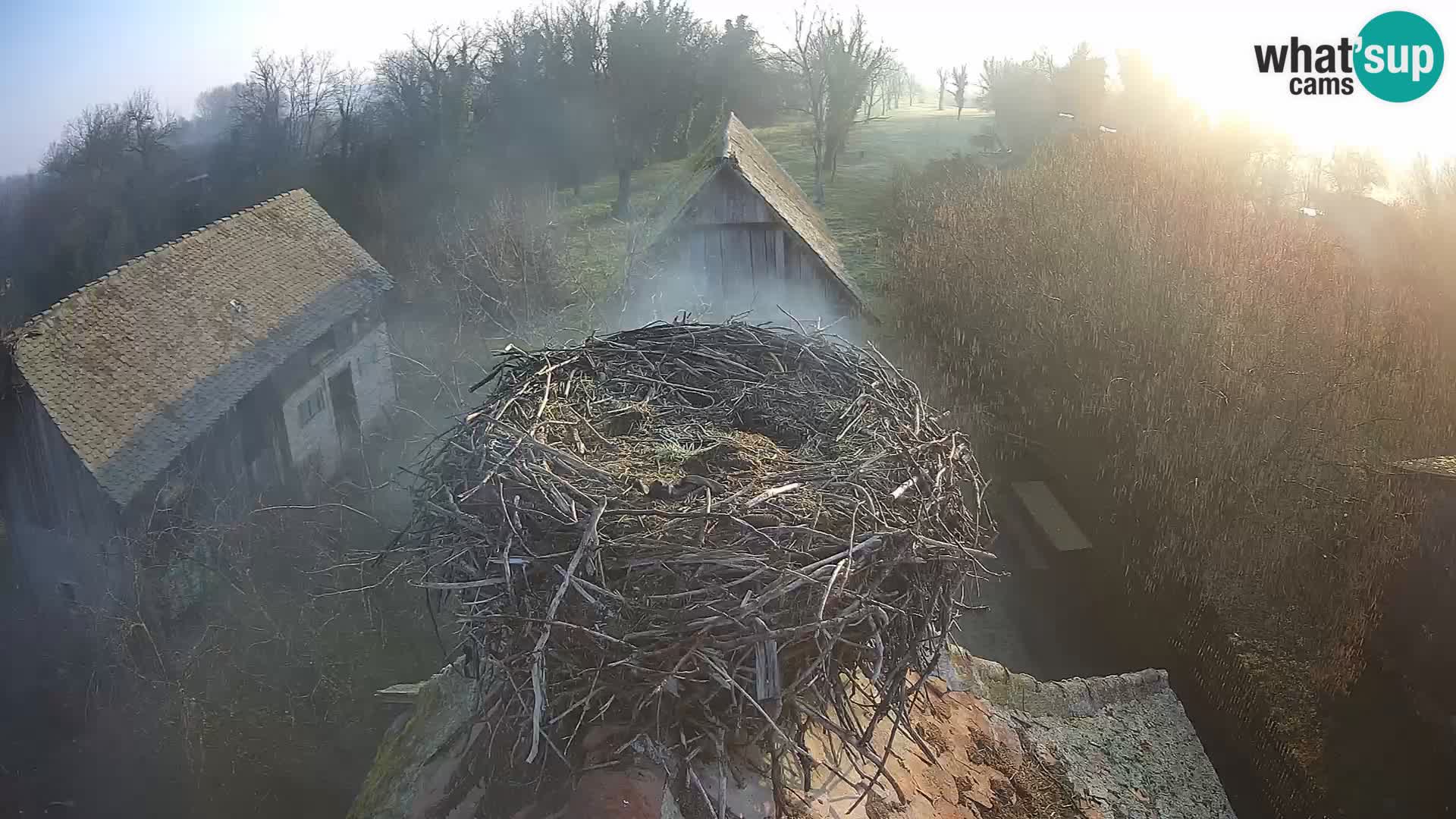 Villaggio delle cicogne europee webcam Parco naturale di Lonjsko polje