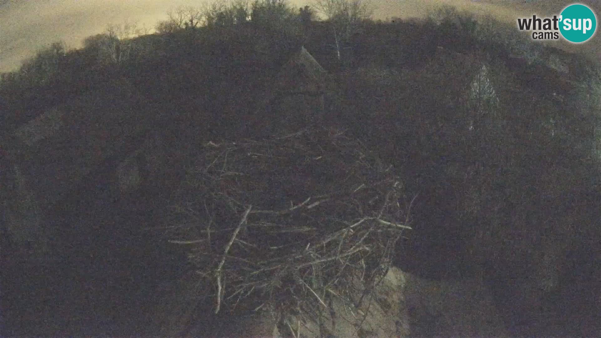 Village européen de cigognes webcam Parc naturel de Lonjsko polje