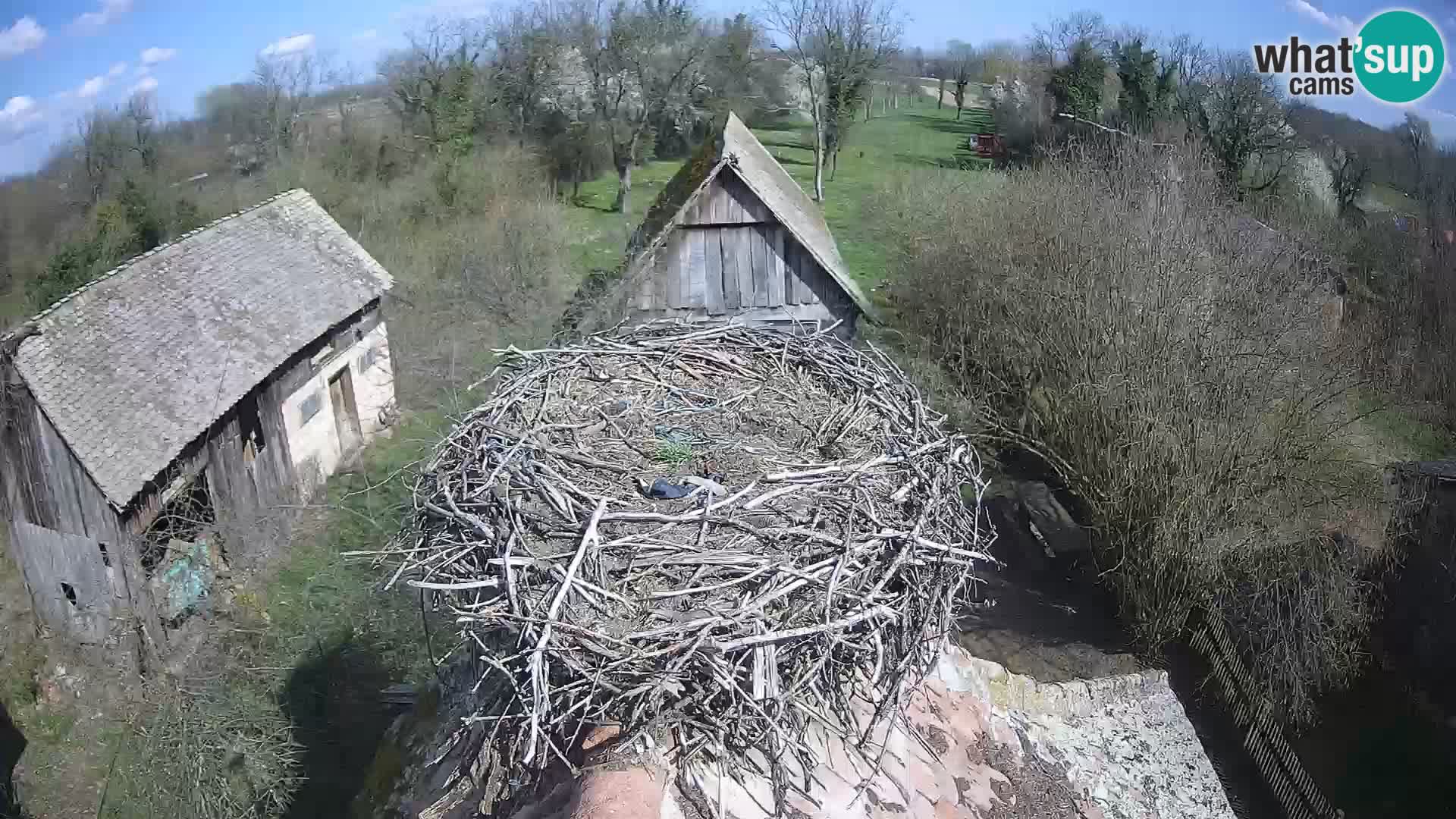 U živo Europsko selo roda – Park prirode Lonjsko polje