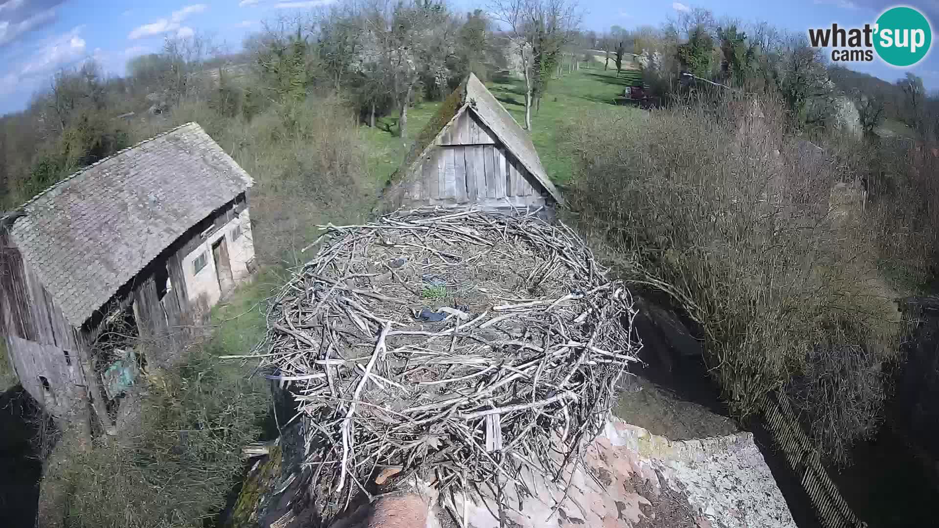 Villaggio delle cicogne europee webcam Parco naturale di Lonjsko polje