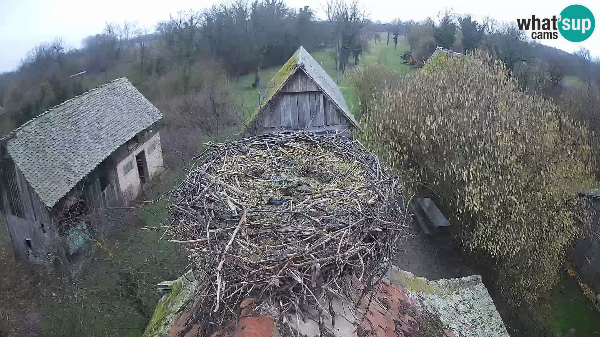 Village européen de cigognes webcam Parc naturel de Lonjsko polje