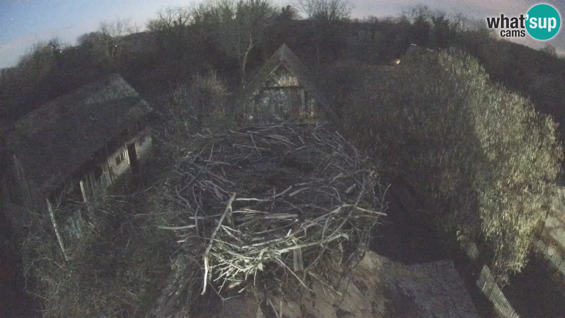 Villaggio delle cicogne europee webcam Parco naturale di Lonjsko polje